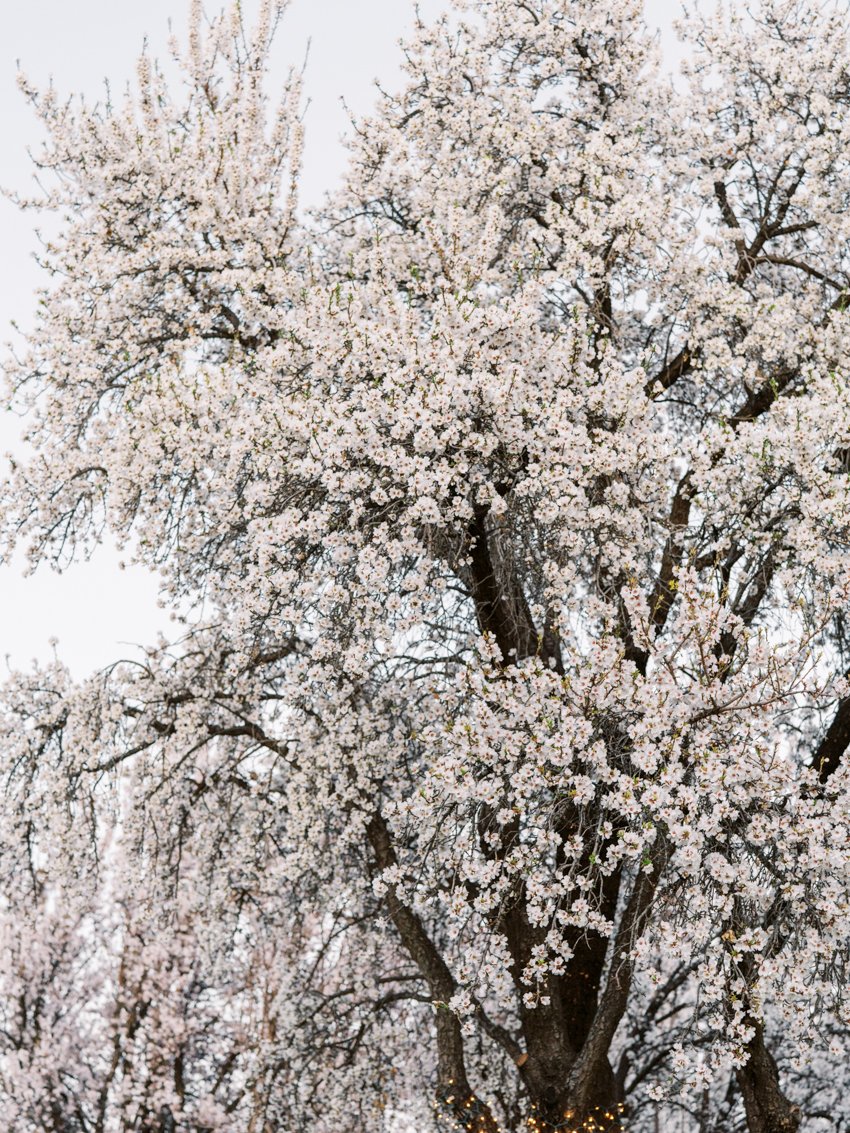 the grove wedding almond trees