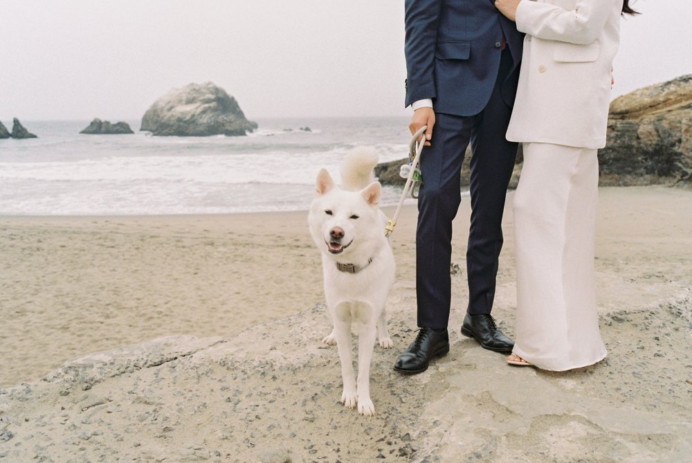 elopement with their dog
