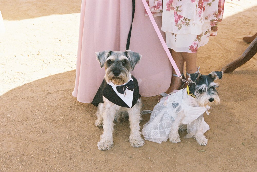 dogs at wedding