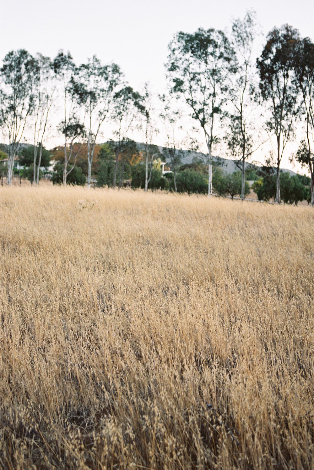 valle de guadalupe landscape