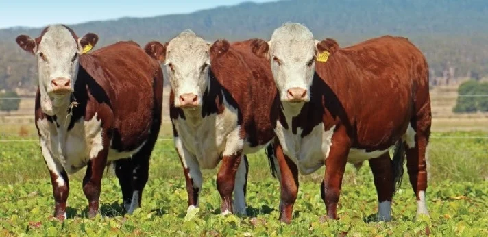 Back paddock.jpg