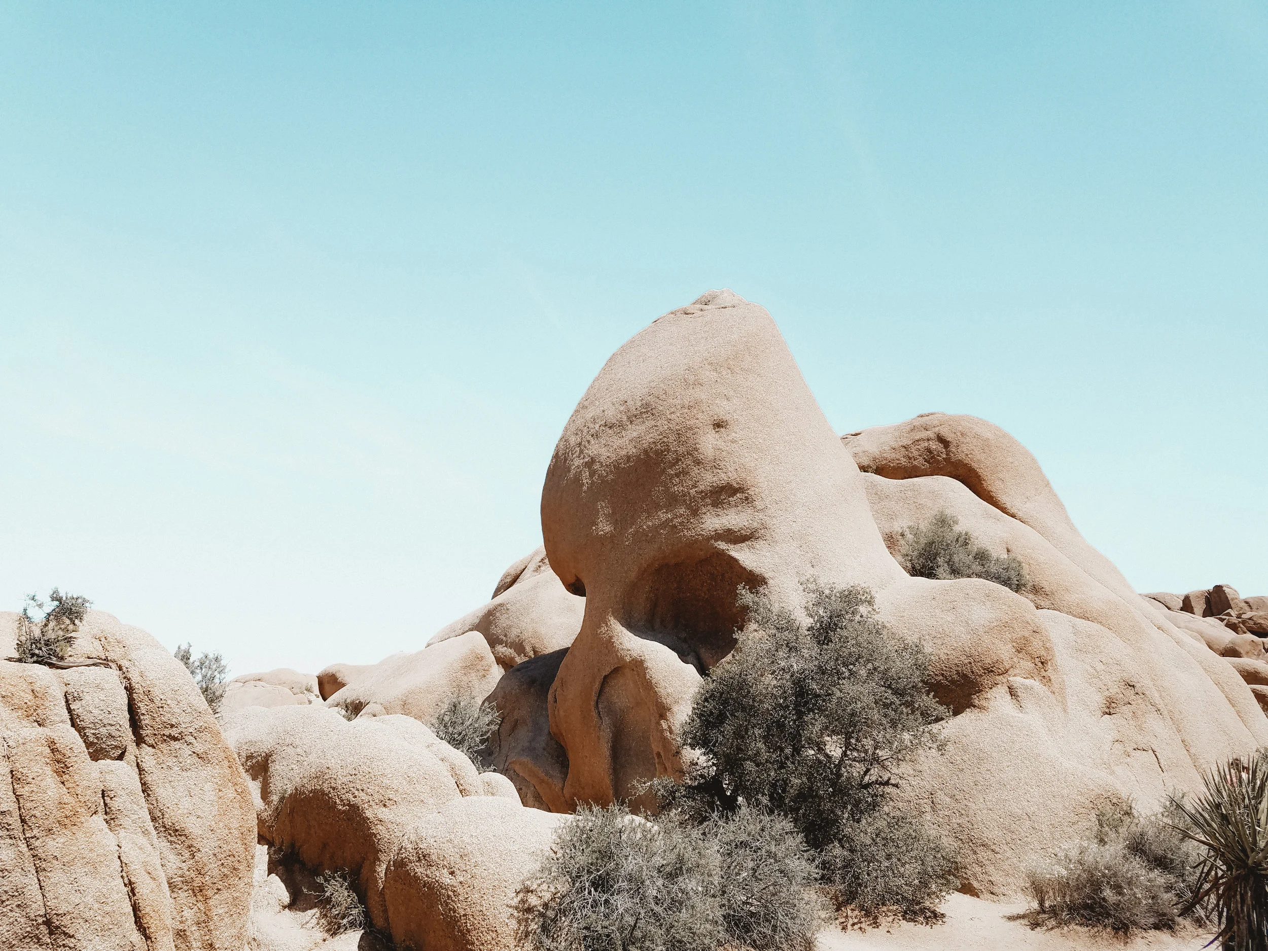 Joshua Tree