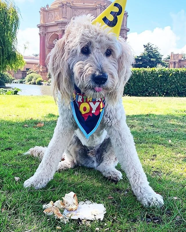 Guess who turned three today! Happy Birthday Dood! 🐶🎂🎉
