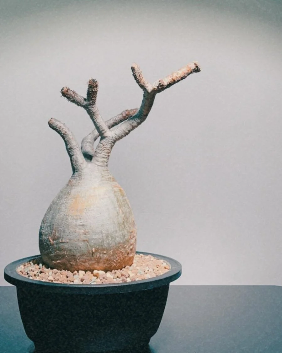 D2 Place 本週市集 樹小 根心 全港首個珍奇植物市集 D2 Place 本週市集 樹小 根心 全港首個珍奇植物市集