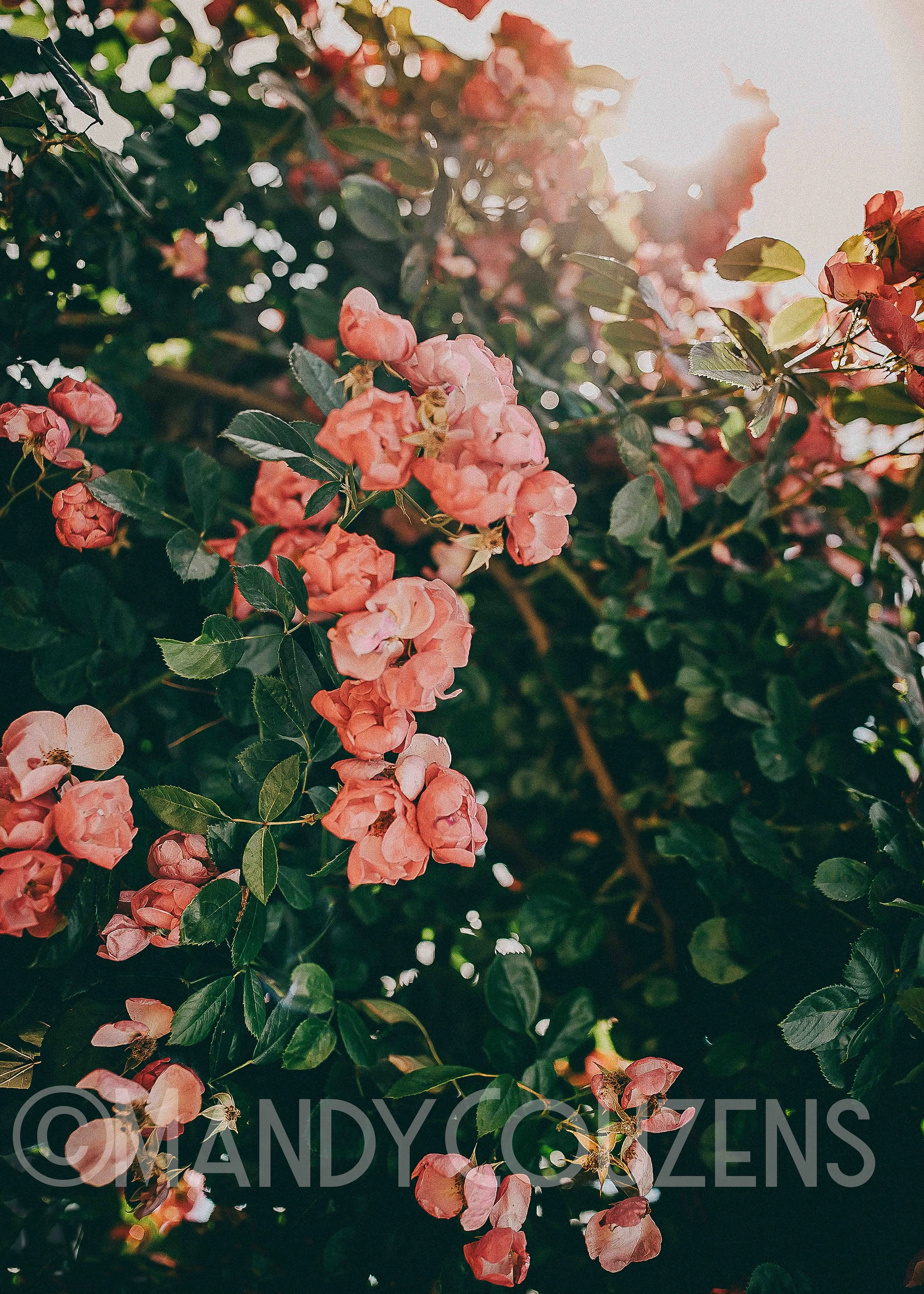 ROSE GARDEN Mandy Couzens copy.jpg