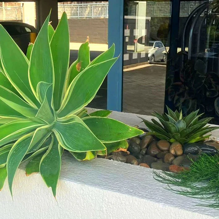 Planting-Nelson-Bay.jpg