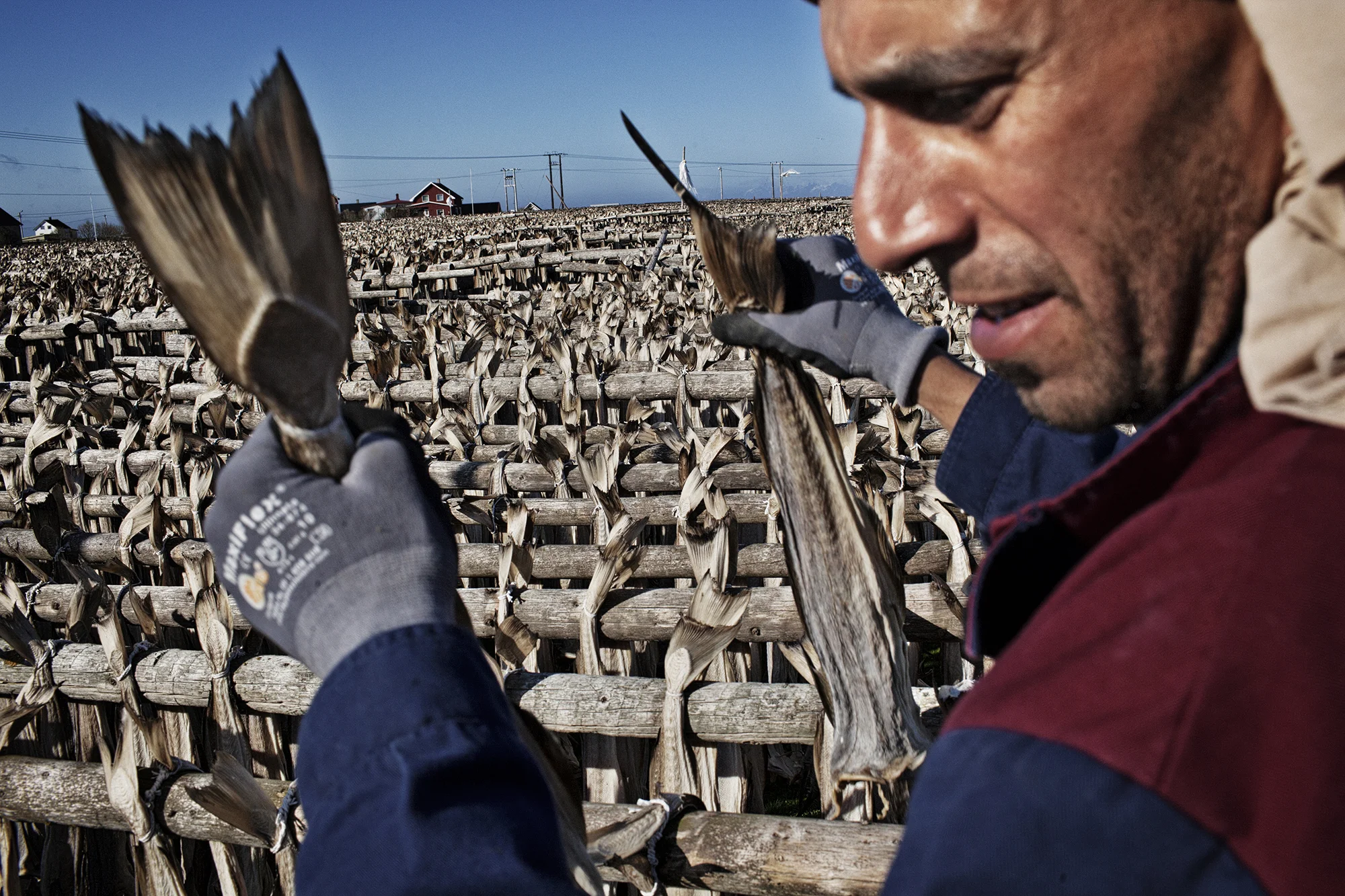 An Egyptian worker Mohammed for Røst Sjømat takes down the cod from hanging drying on Røst. the cod will be shipped to Europe for use in soups and baccalao, mostly in Italy and Spain.