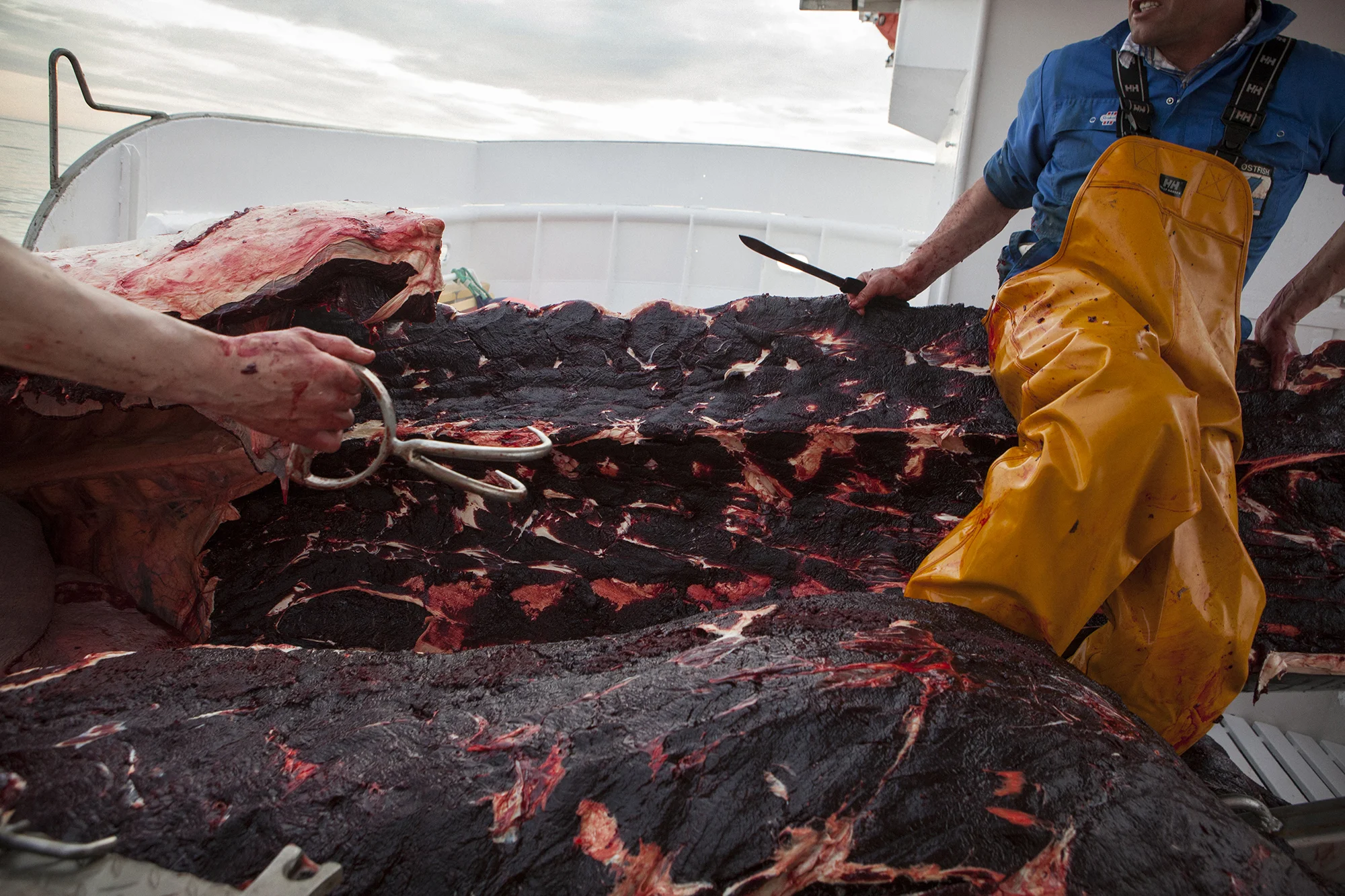 Eilert and Raymond Nilsen on board the boat the Nordfangst. They are hunting whale in the Vestfjorden in Northern Norway. Each year they will catch about 20-30 whale.
