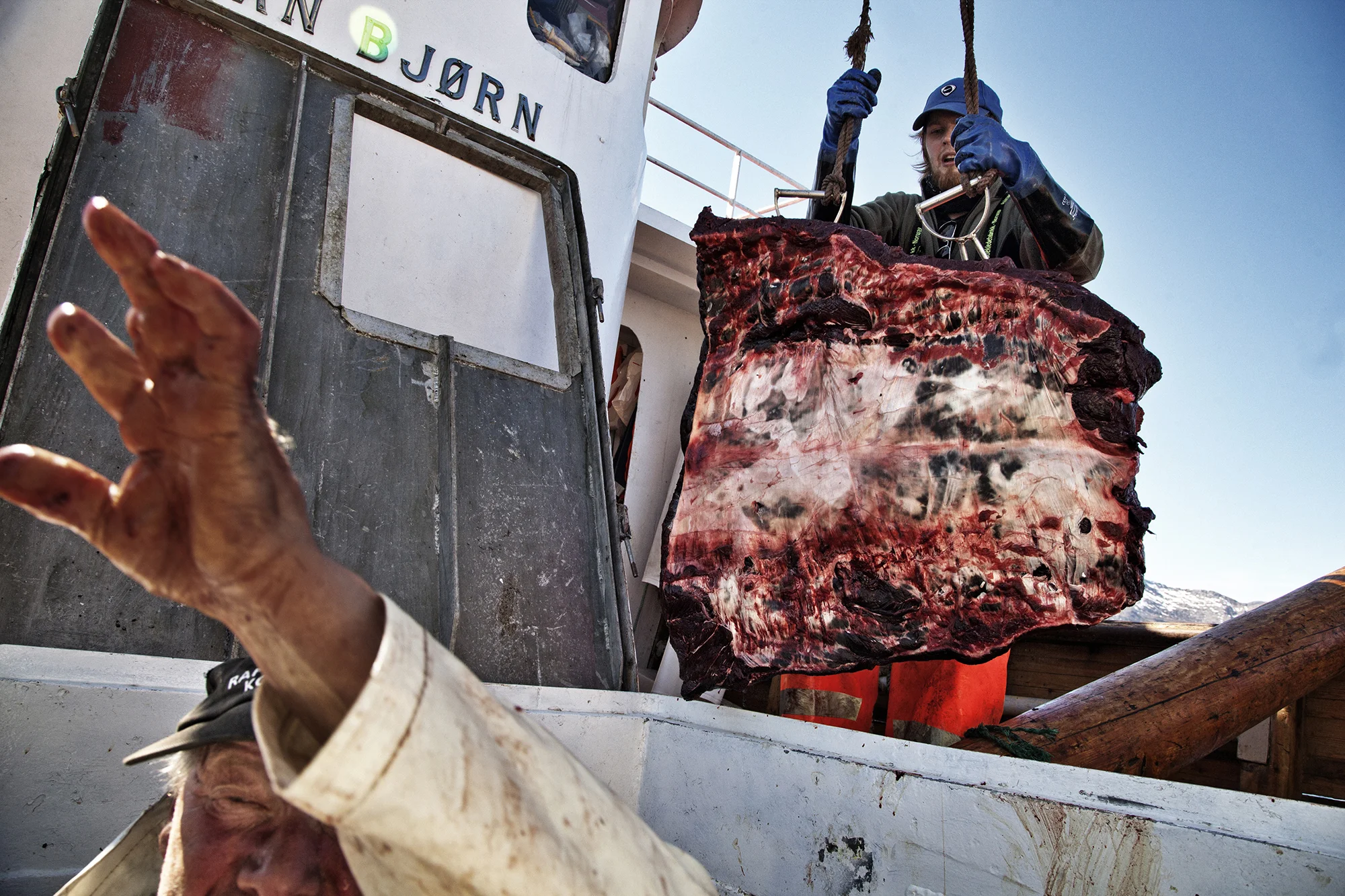 The crew take the dried whale meat down into the hold on the Jan Bjørn captained by Jan Kristiansen. Jan is the end of his generation and will not be passing his skills on to anyone else in his family. He mostly whales with the locals from his village of Lødingen and many people help in the holidays. He does not have a permanent crew but has many regulars who help out. On this trip he was accompanied by Georg Waage, Martin Hansen and his son Marius Hansen who is studying psychology at university in northern Norway.