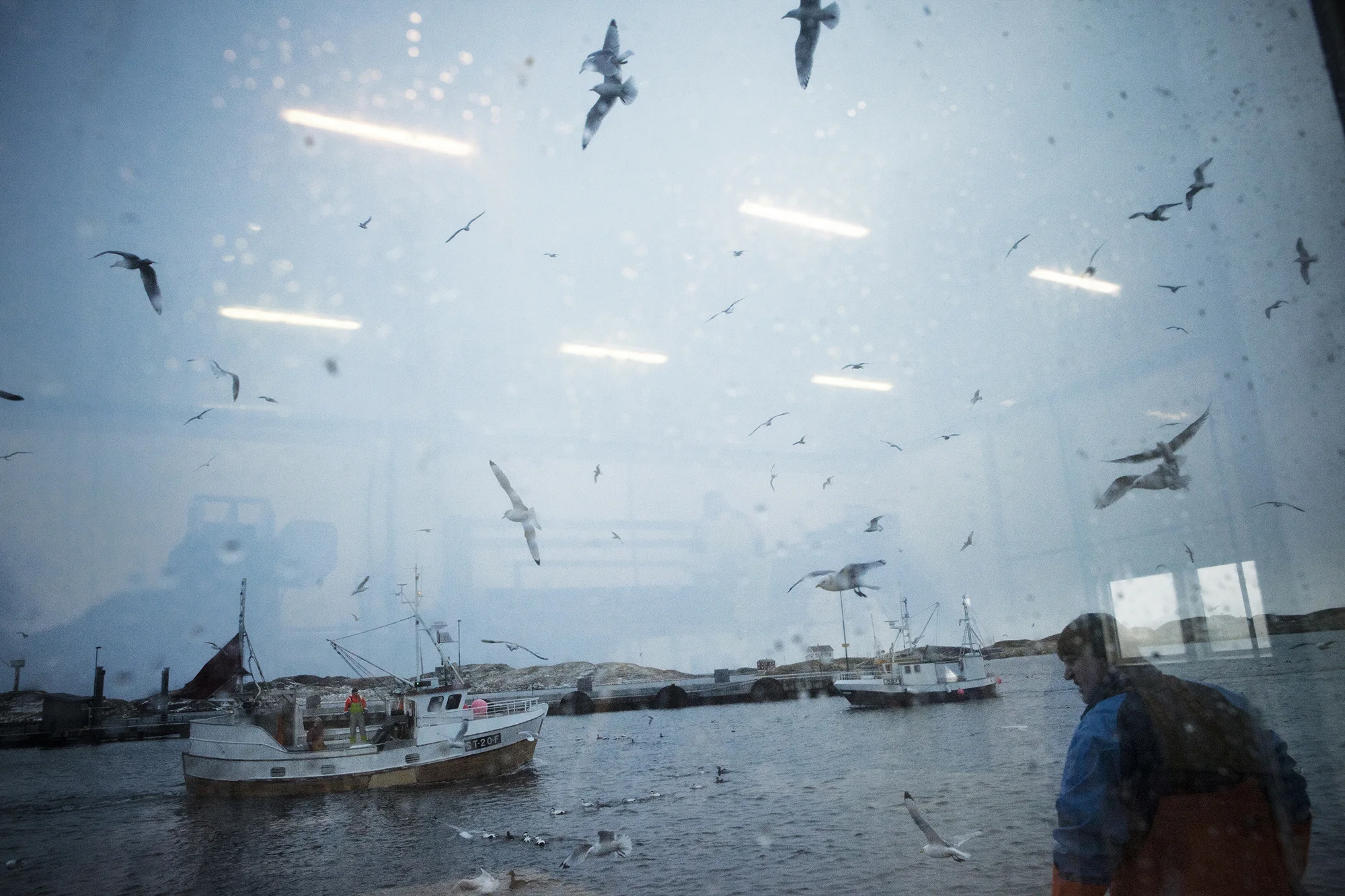Boats arrive late in the evening at Glea Factory on Røst. They prepare the fish for the factories either on the boat or on land and the seagulls fly trying to catch the scraps for food. Workers at the factory prepare to receive the boats on the quay.