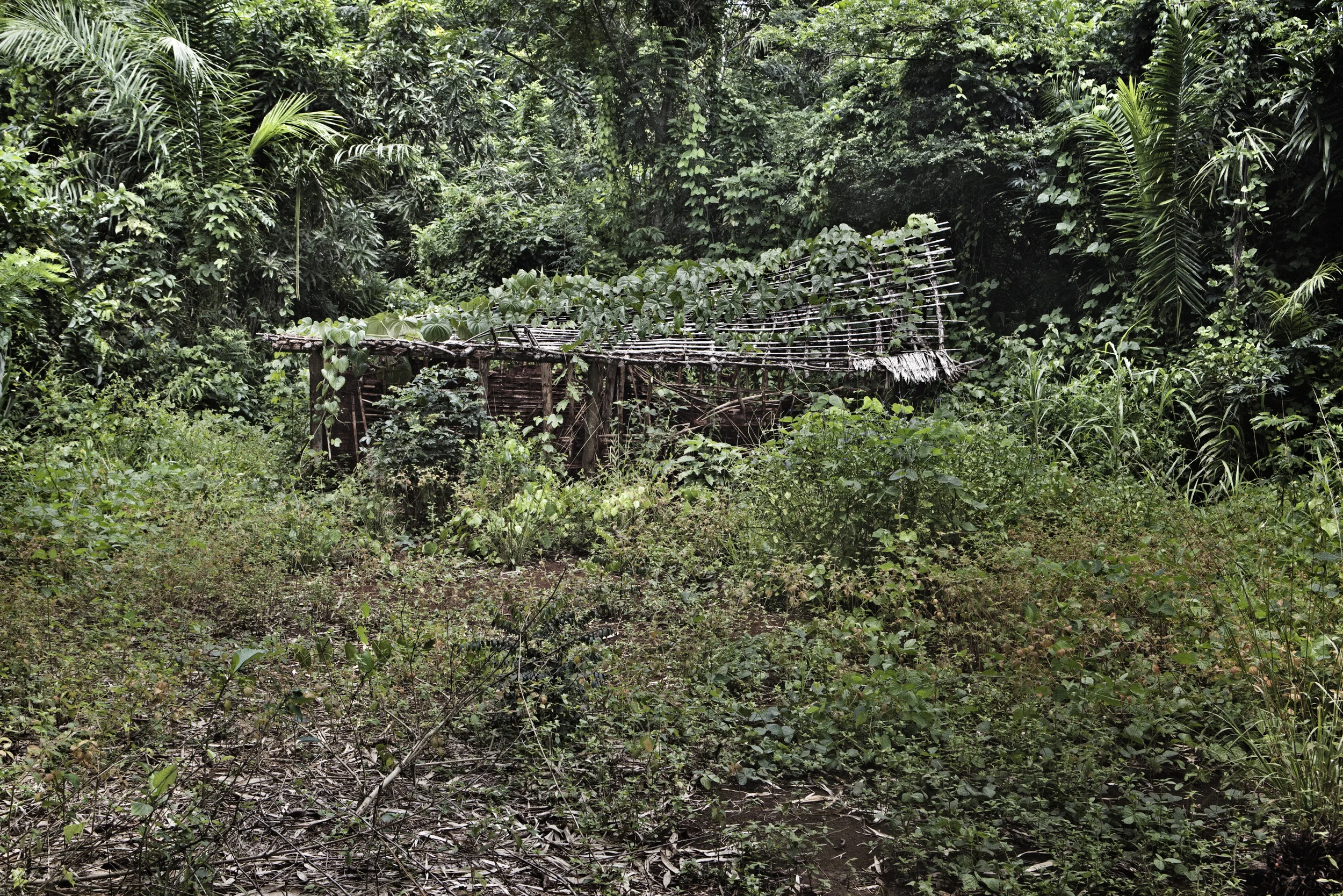  Abandoned homes on the outskirts of Dakwa, North Eastern Congo. People have fled due to recent activity and abductions and killings by the Lords Resistance Army. 