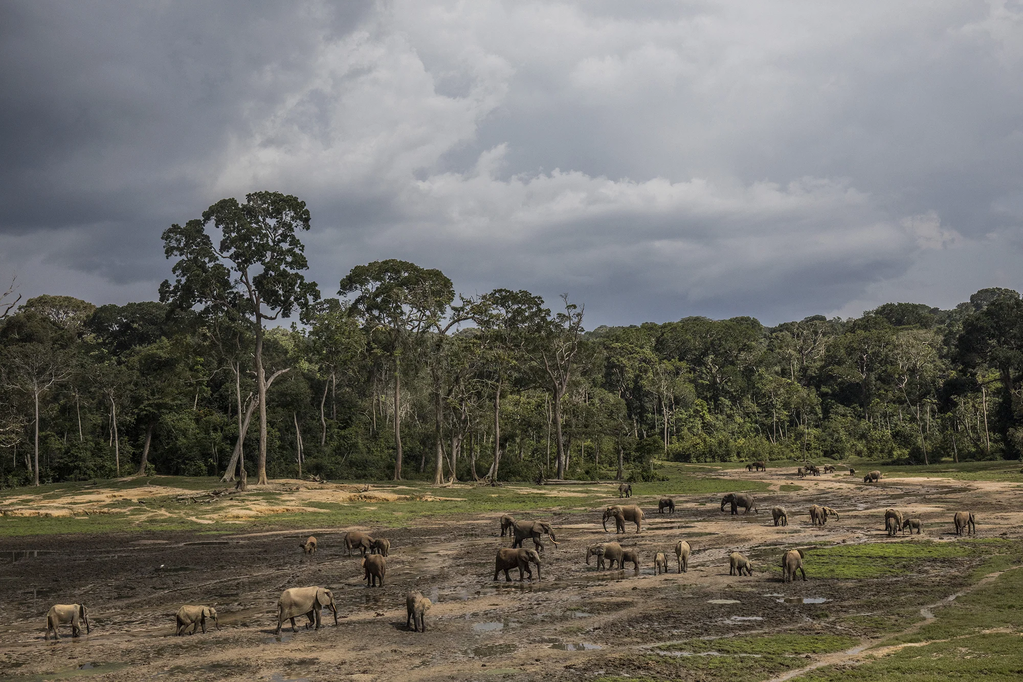 Elephants