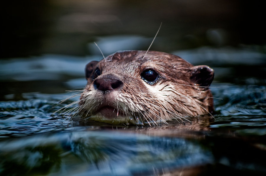 river_otters_7_by_charleswb.jpg