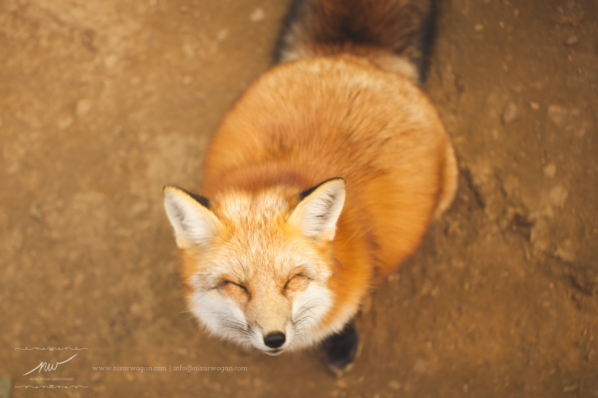 Smiley fox :)