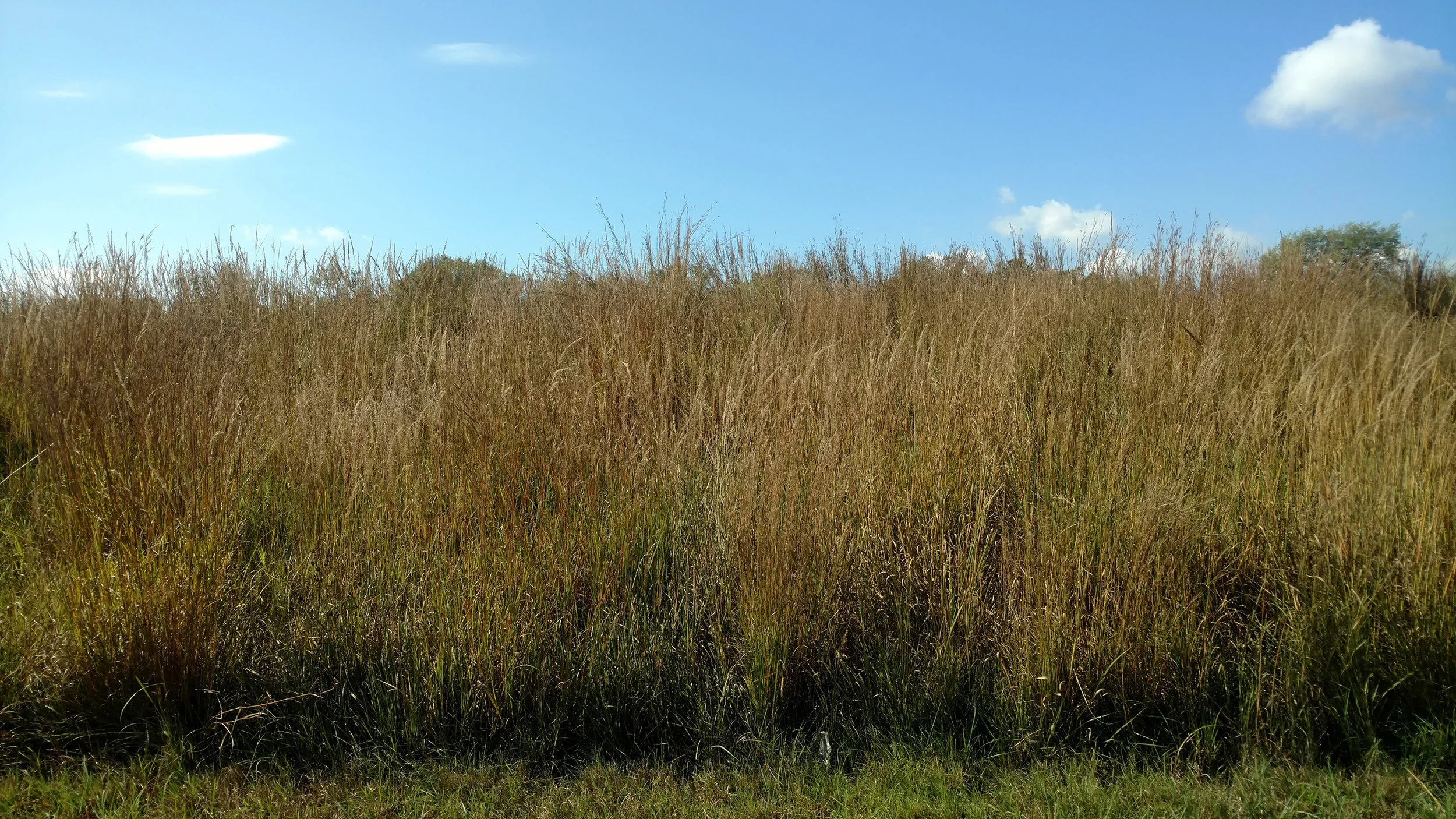 grass.jpg
