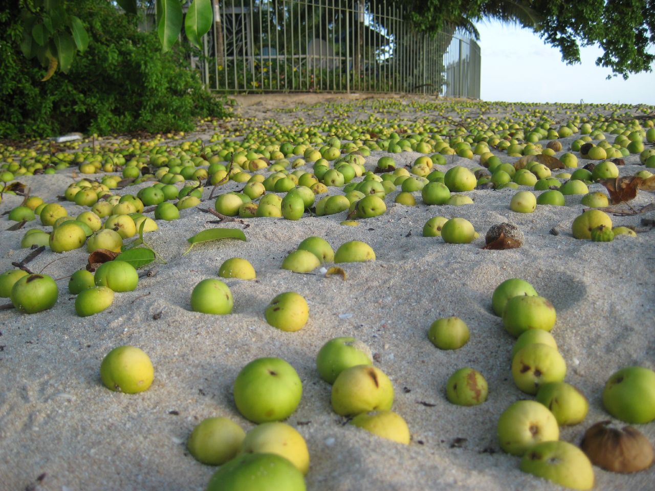 Manchineel fruits