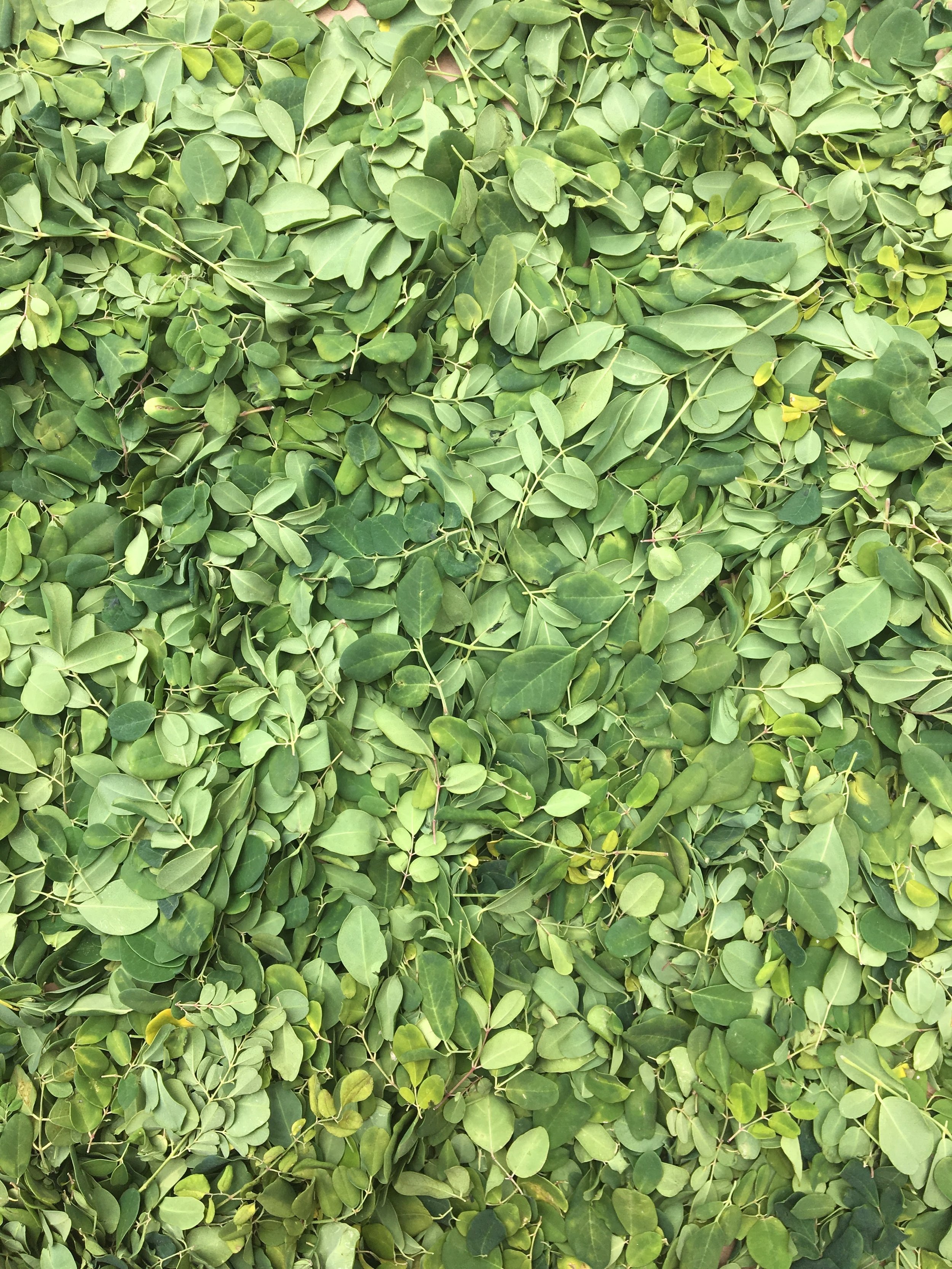 This is the Moringa leaf after we picked it from the stalk and dried it in the sun for a few days. After this, we ground it to powder!