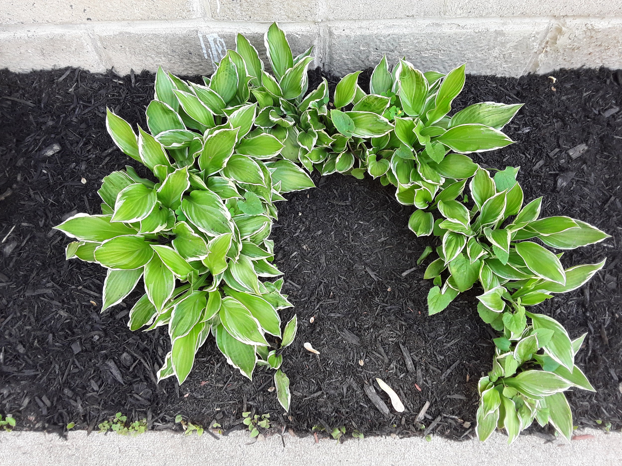 New Flowerbeds