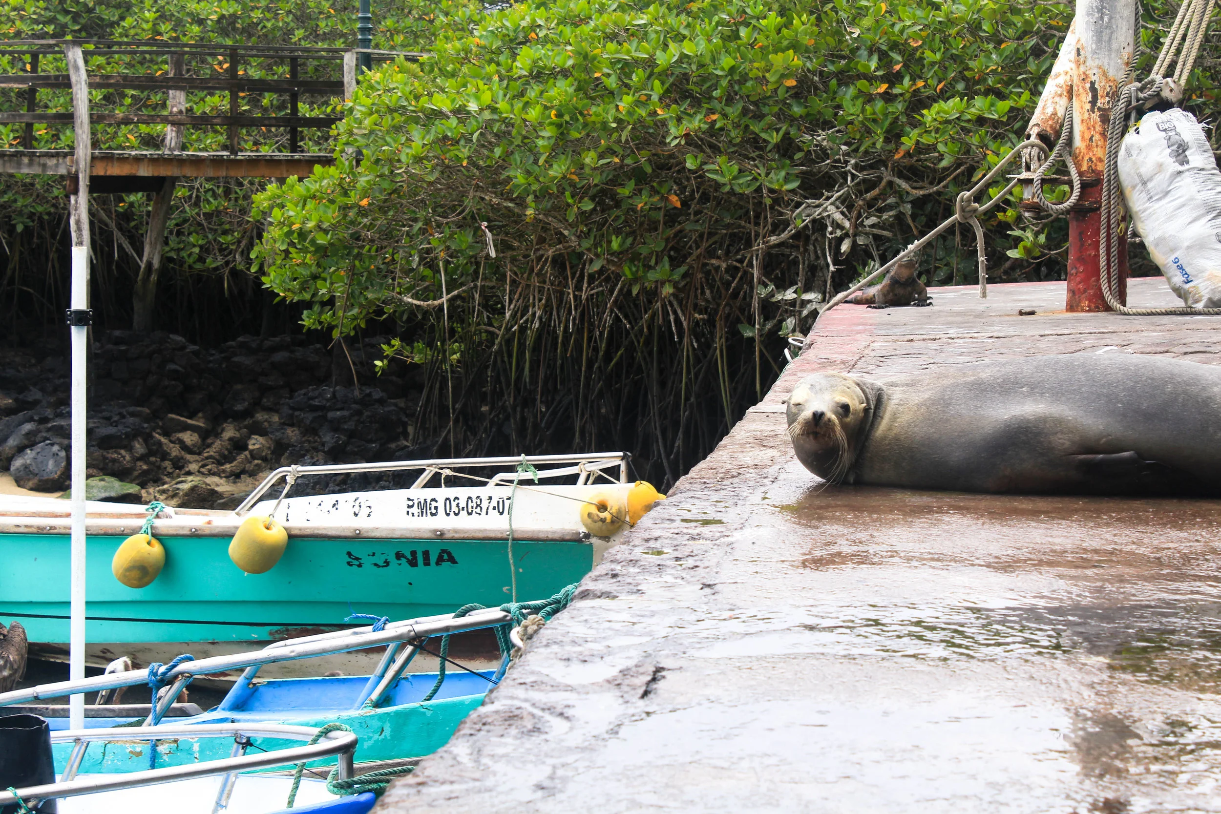galapagos seal ecuador
