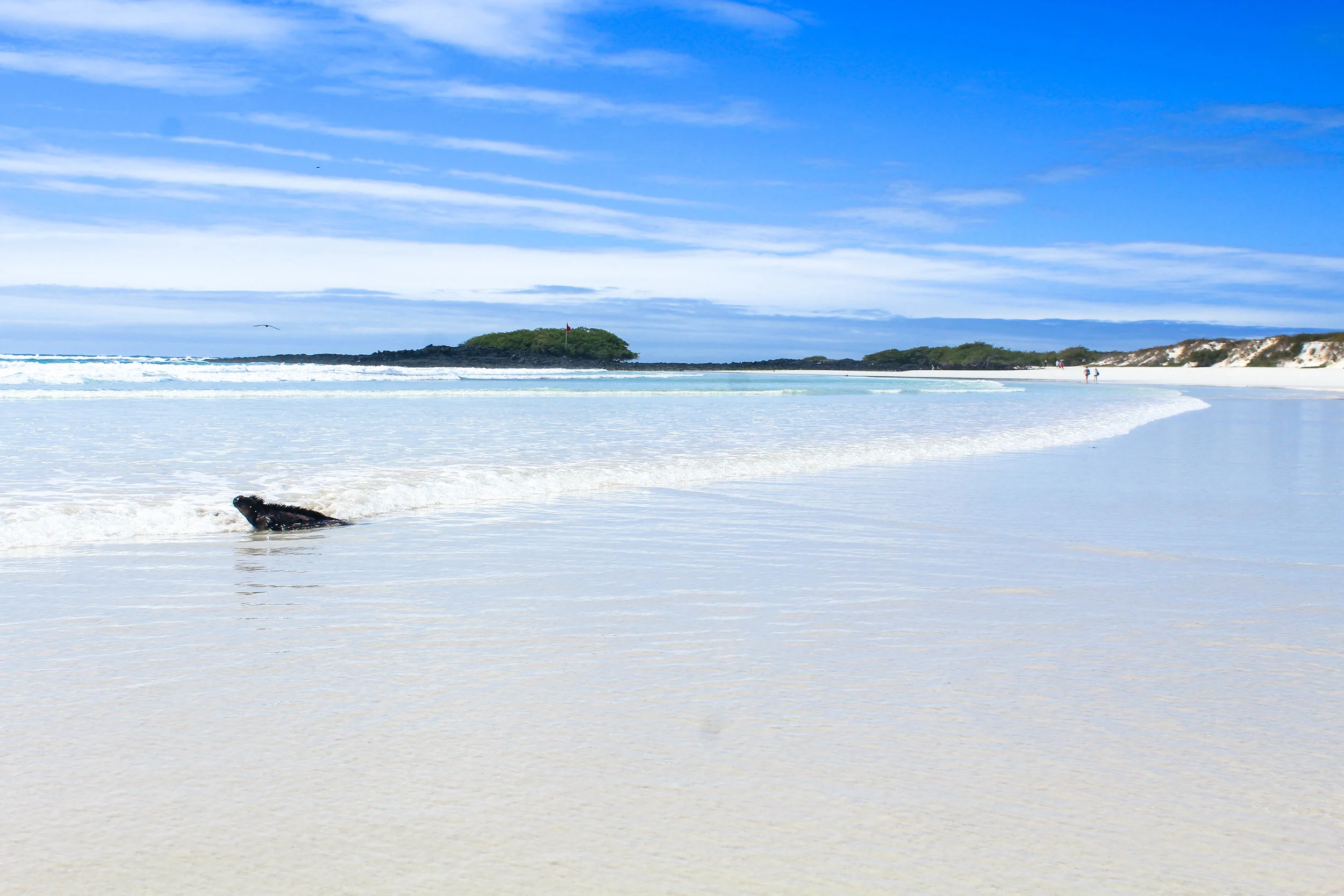 marine iguana galapagos ecuador