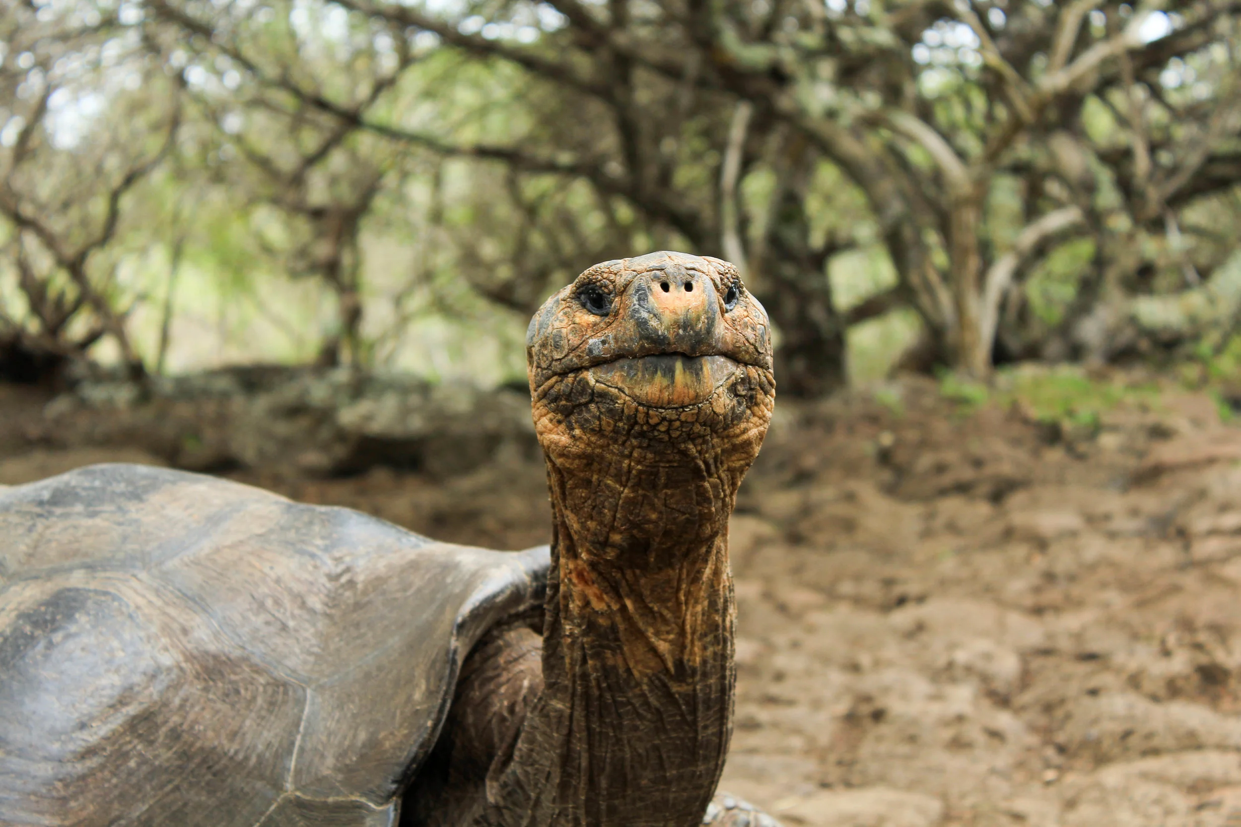 galapagos tortoise ecaudor