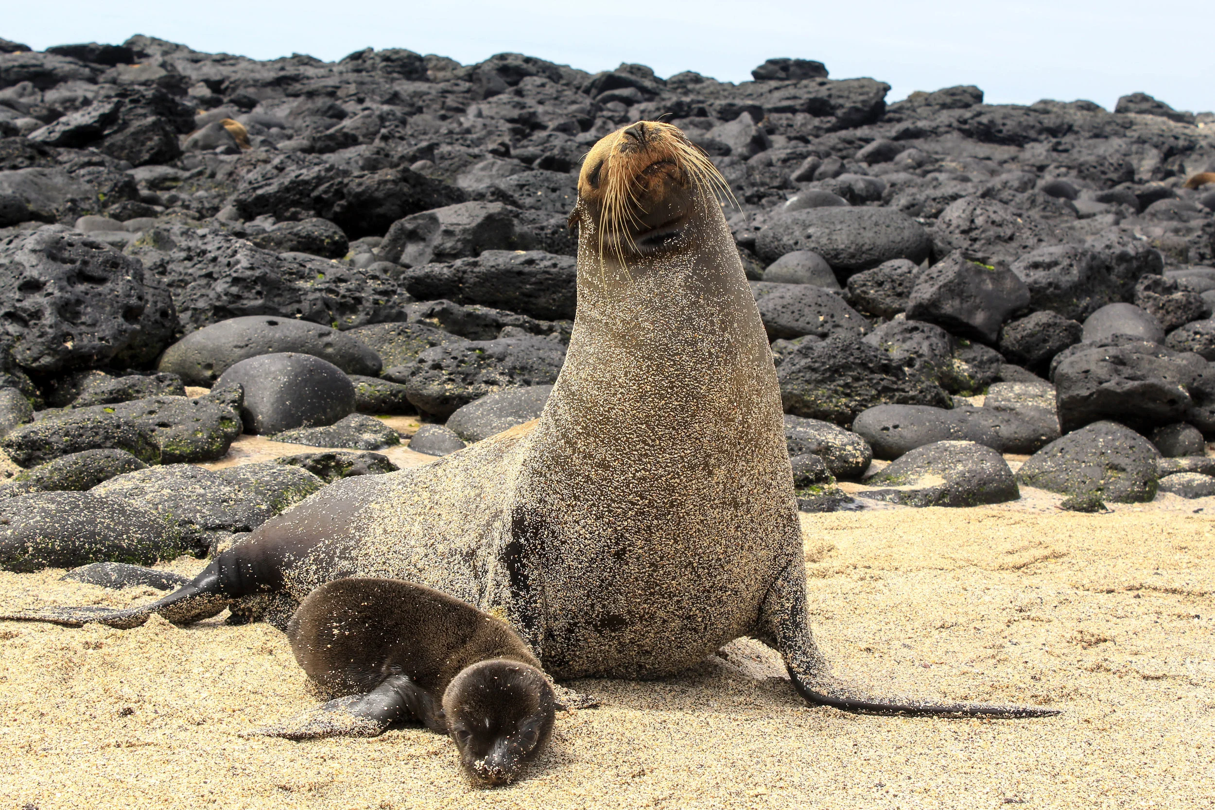 galapagos seal ecuador