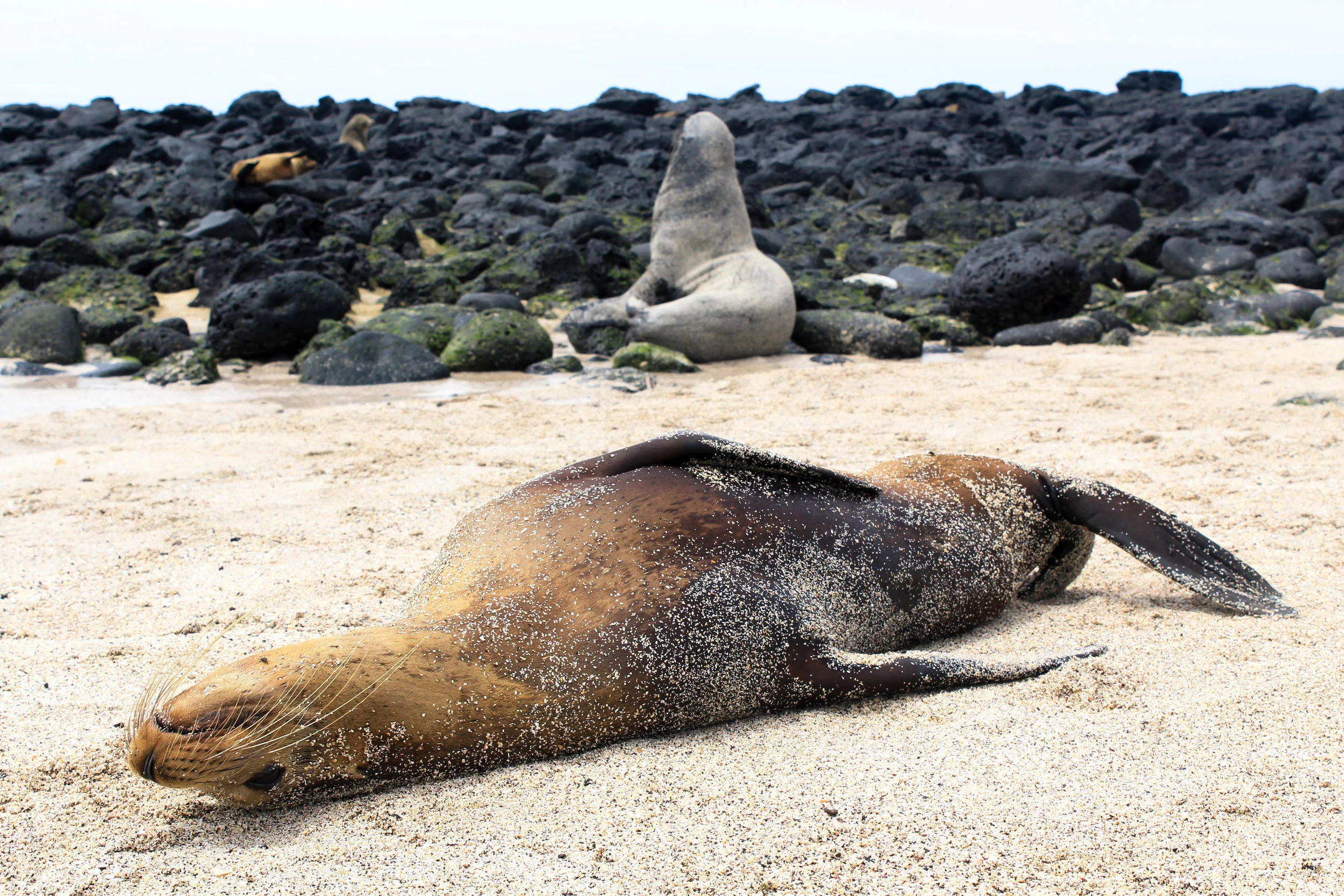 galapagos seal ecuador