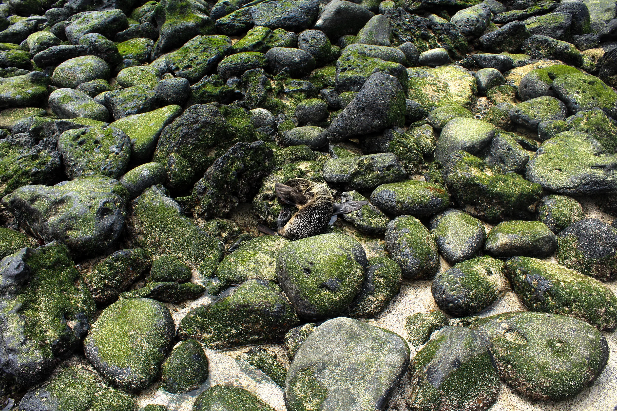 galapagos seal ecuador