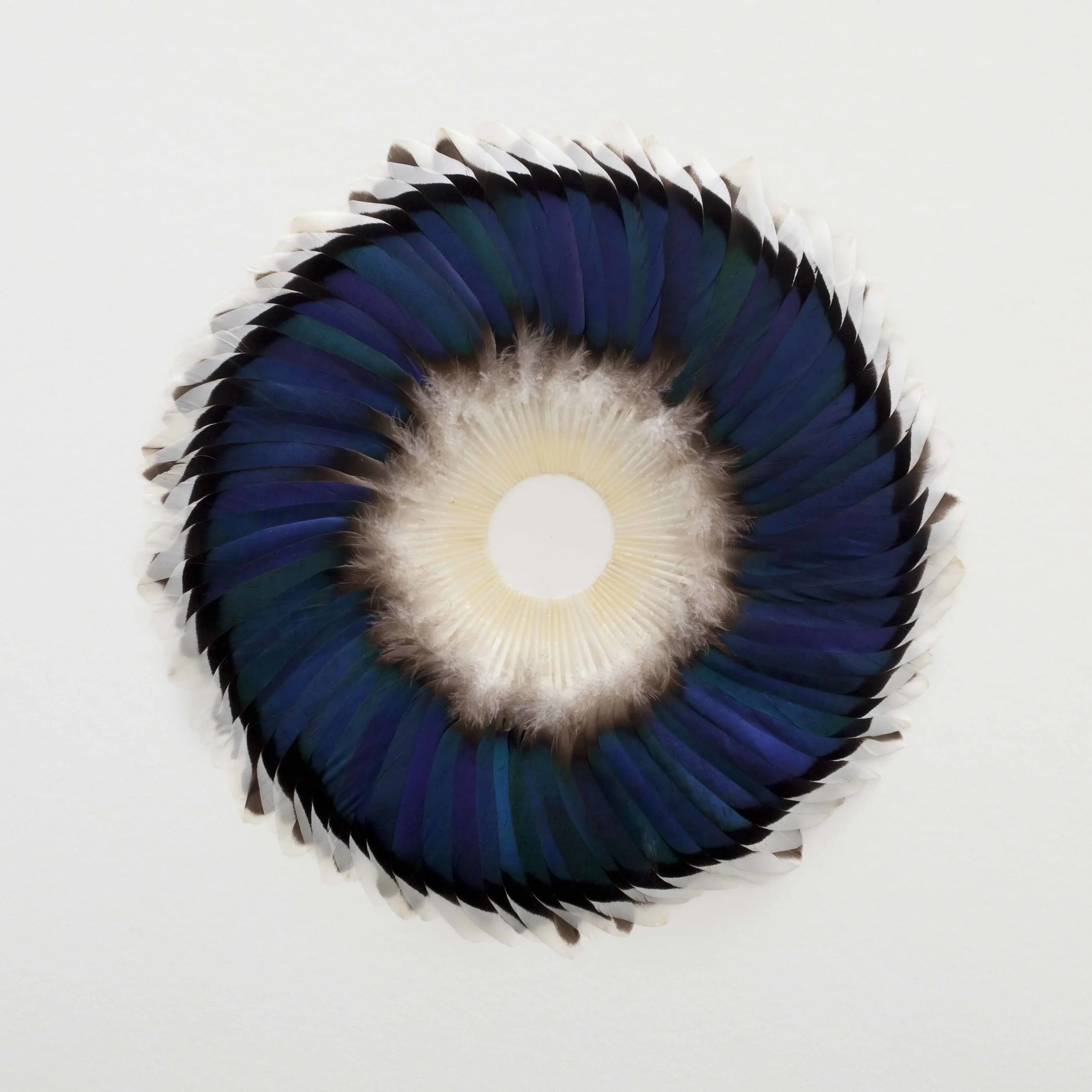 Sepal Speculum, 2012, Kate MccGwire