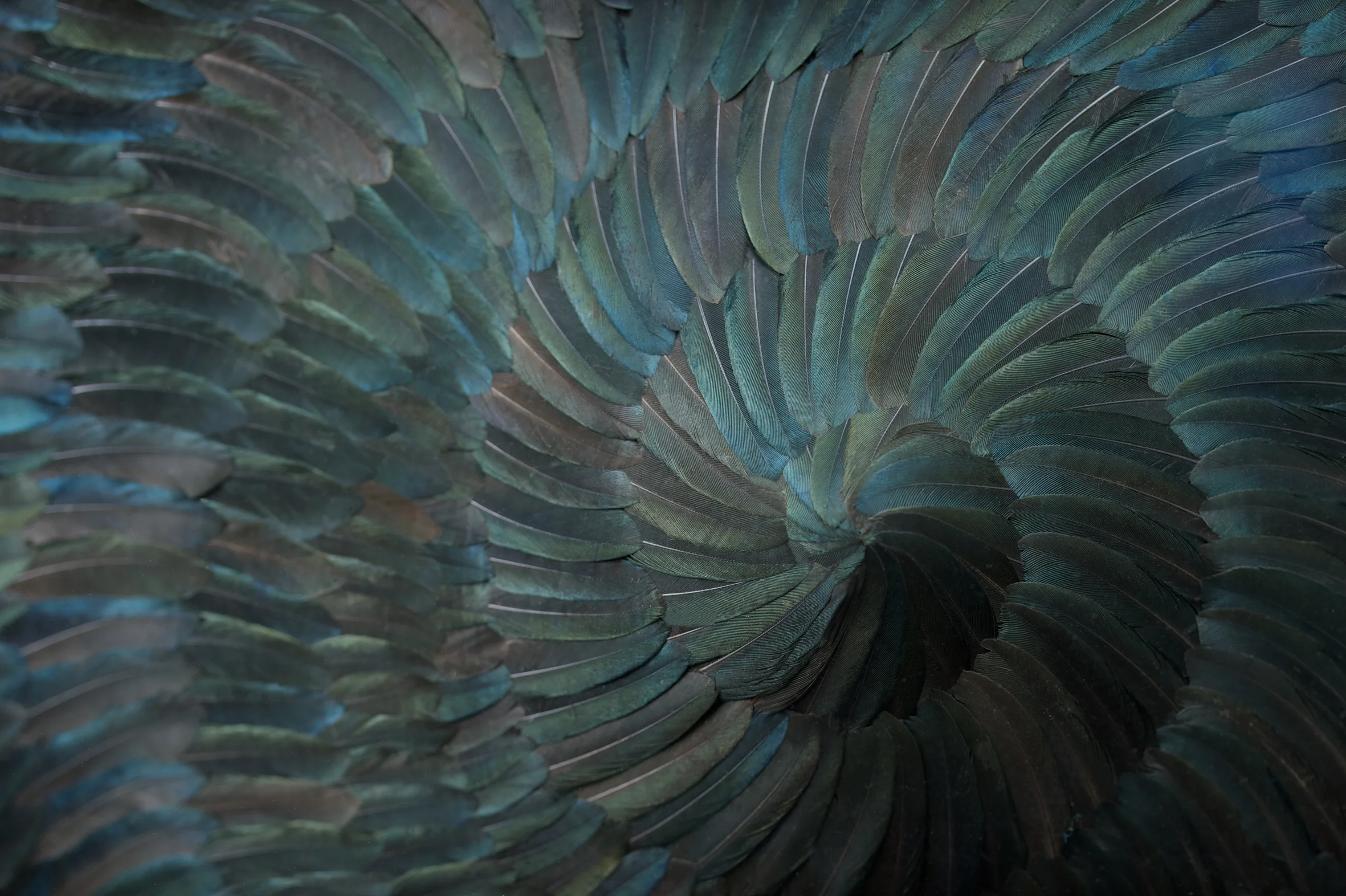 DISQUIET BEAUTY, ROCHESTER