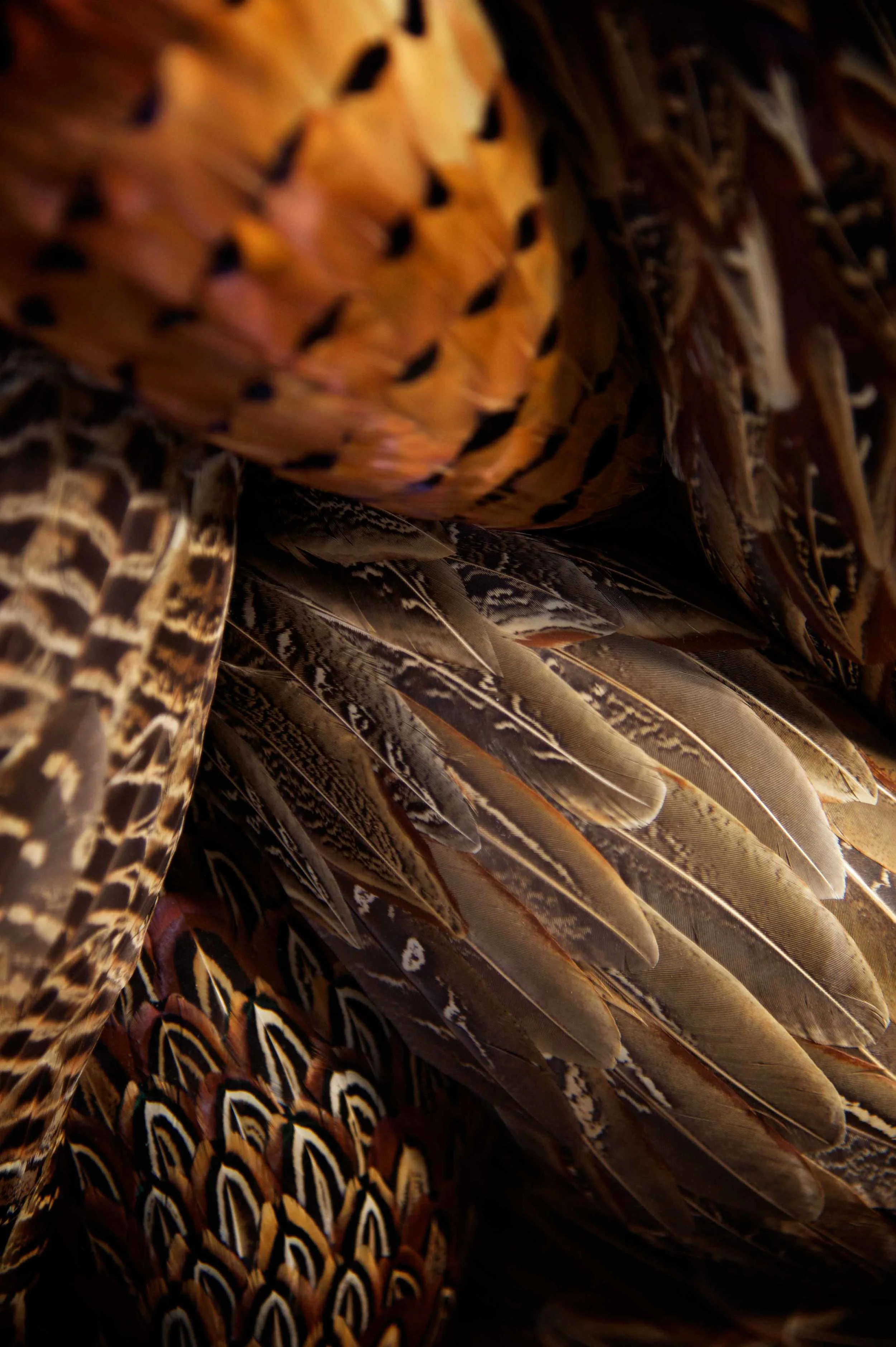 HUNTING FOR LOST CRAFTS, INVERNESS