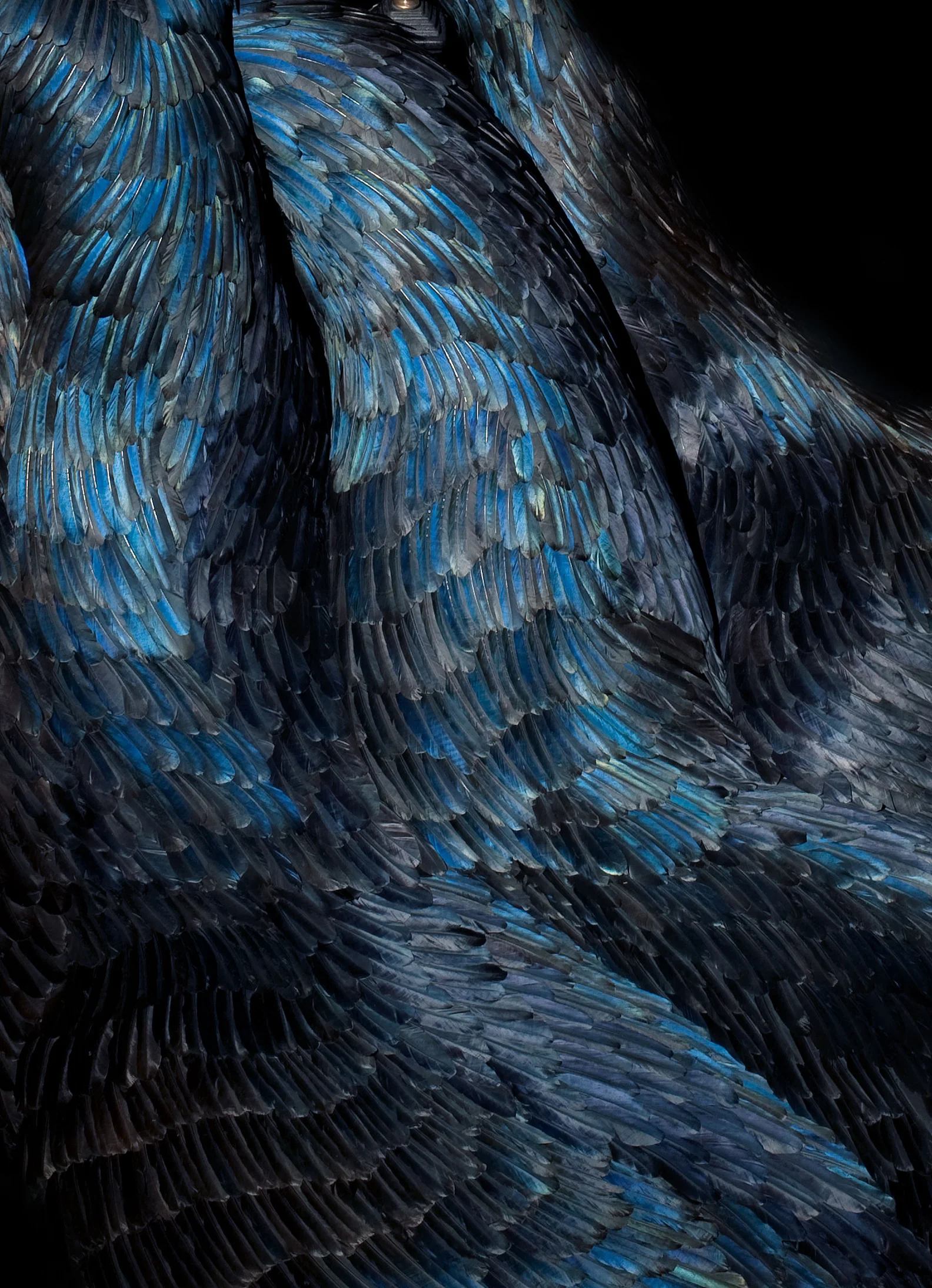 LURE: KATE MccGWIRE, CANTERBURY