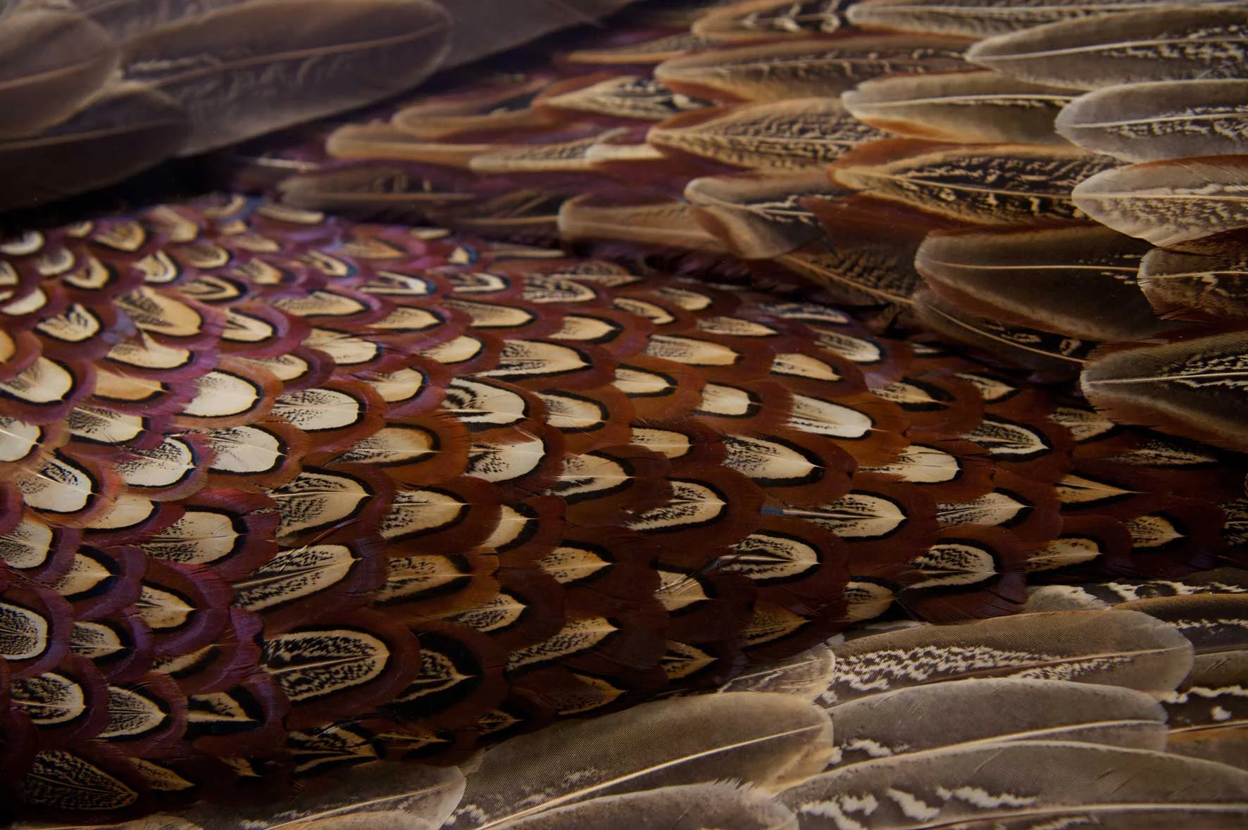 FORCE OF NATURE, BELGIUM