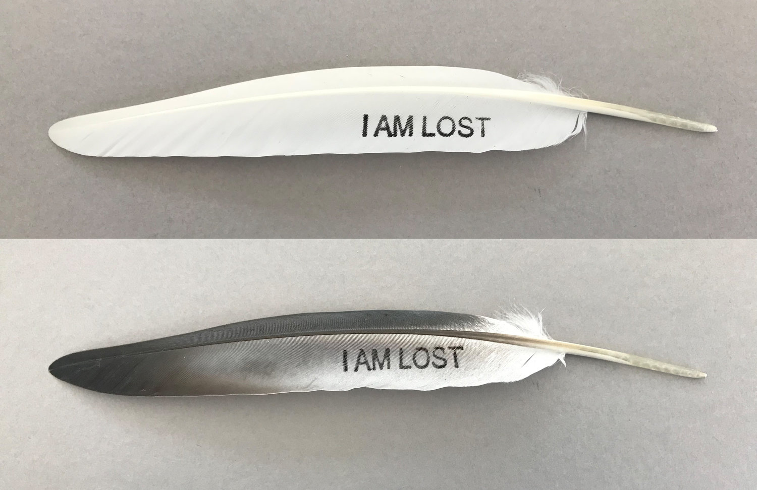 I am lost feathers.jpg