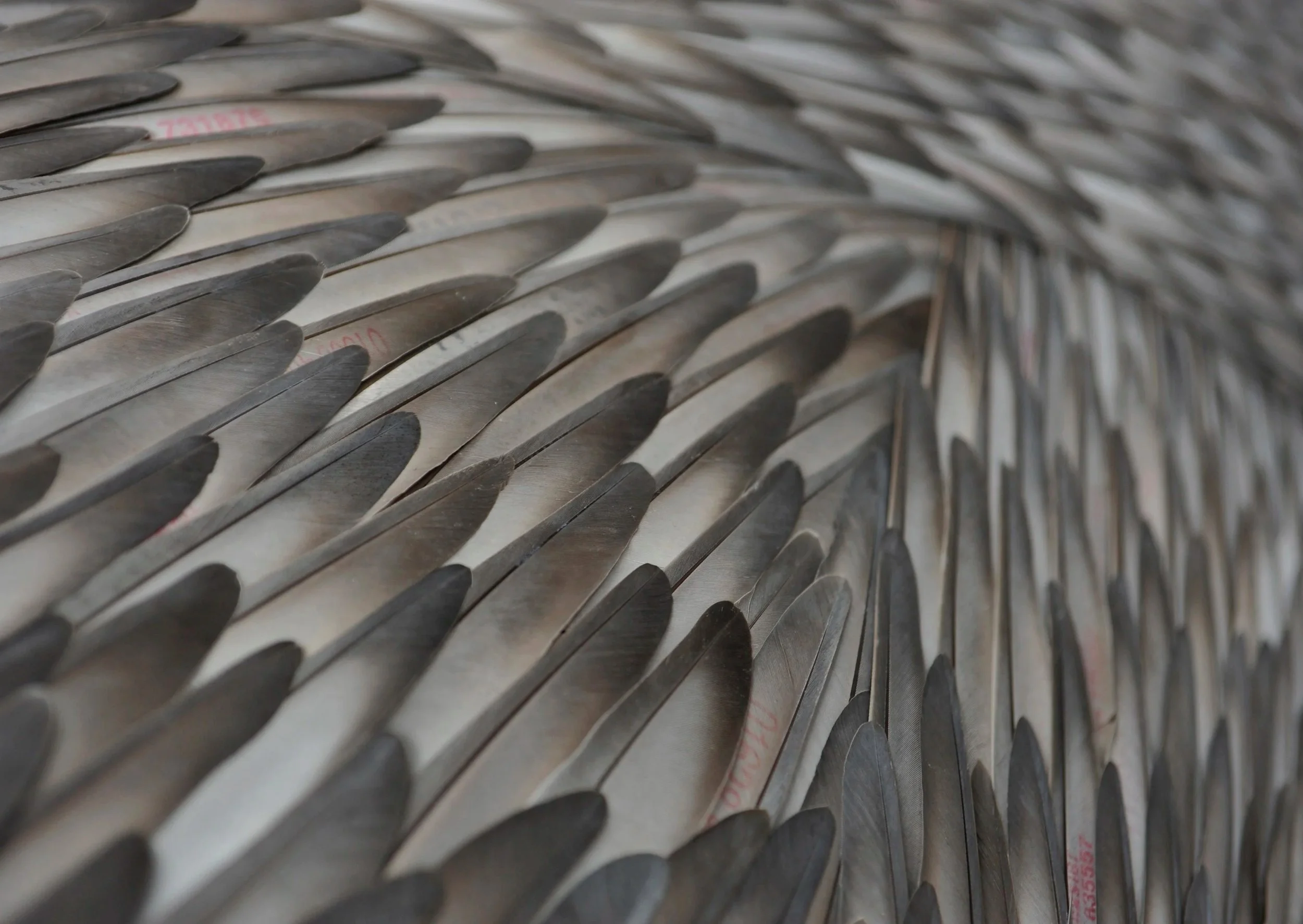 04_Kate MccGwire_FeatherDetail_PhotoJPBland.jpg