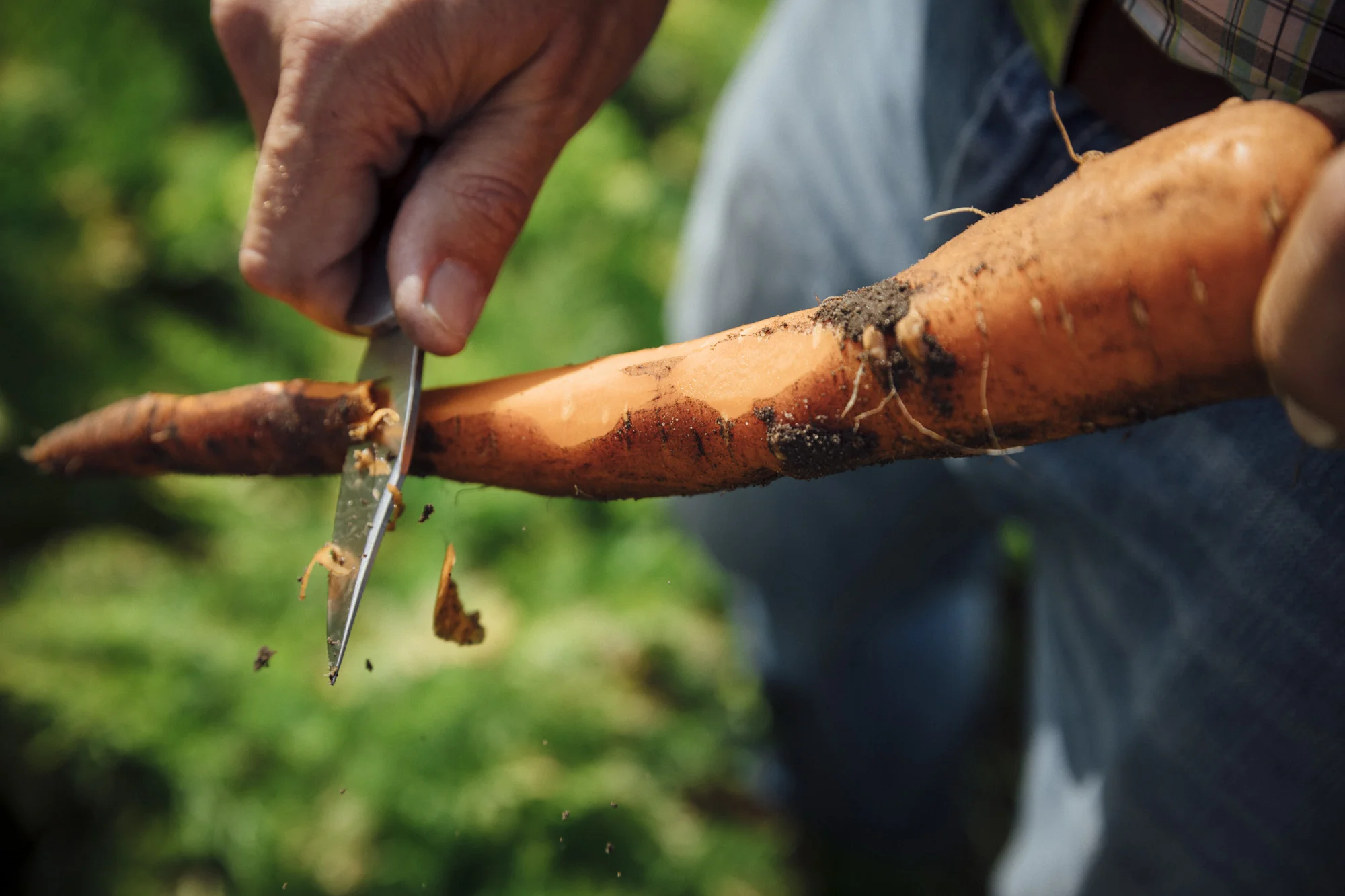 201709_Gerber_02_Karnemaat_Carrot_186.jpg