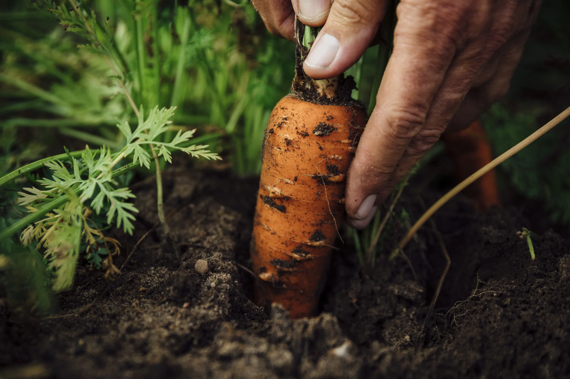 201709_Gerber_02_Karnemaat_Carrot_148.jpg