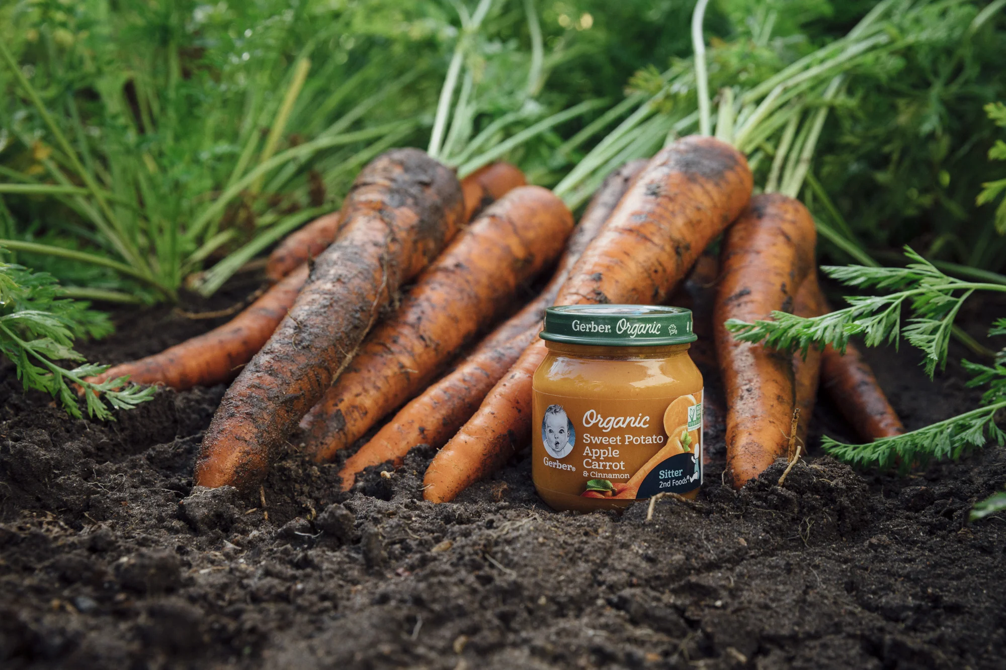 201709_Gerber_02_Karnemaat_Carrot_808.jpg