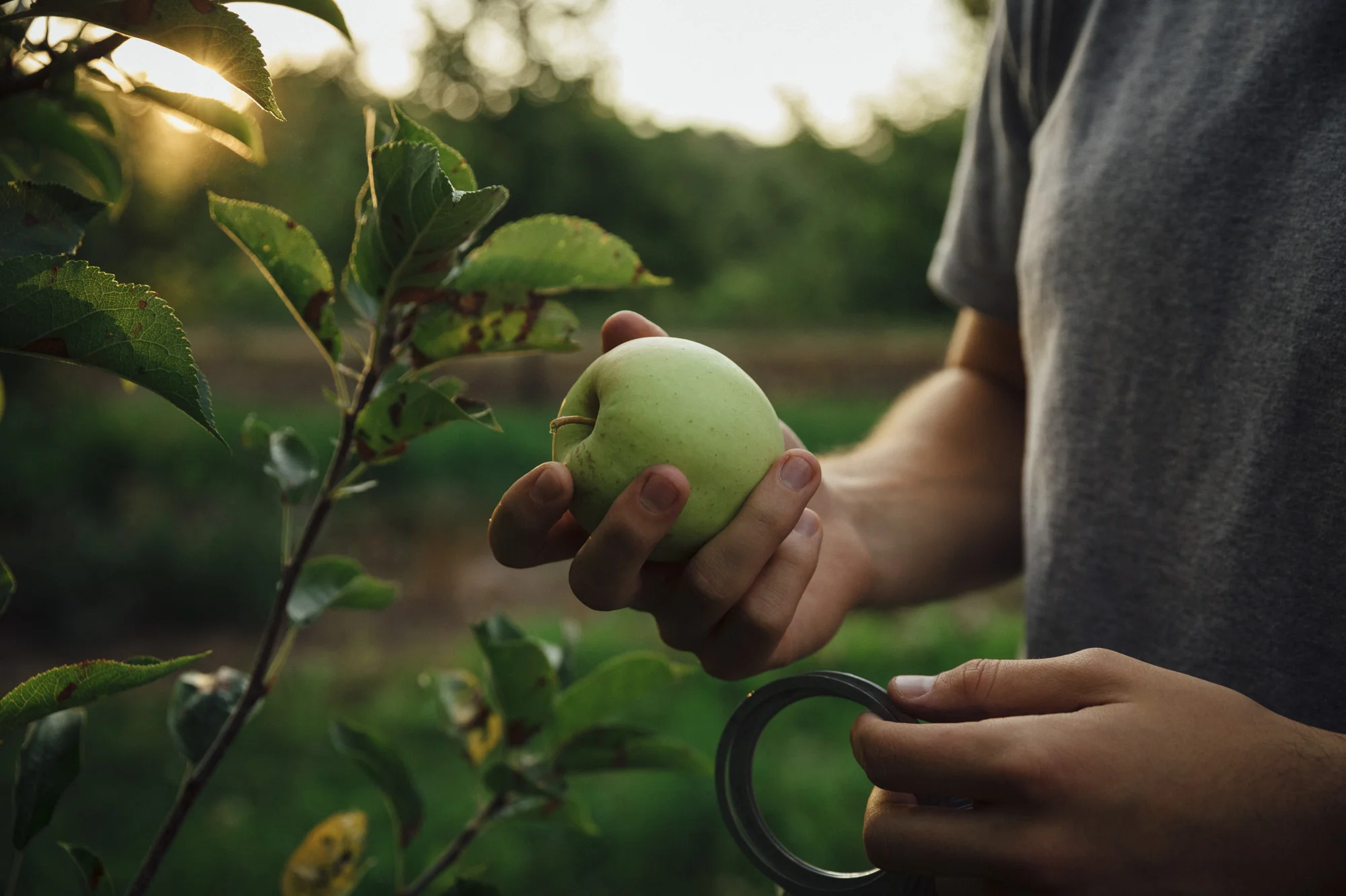201709_Gerber_05_Fox_Apple_066.jpg