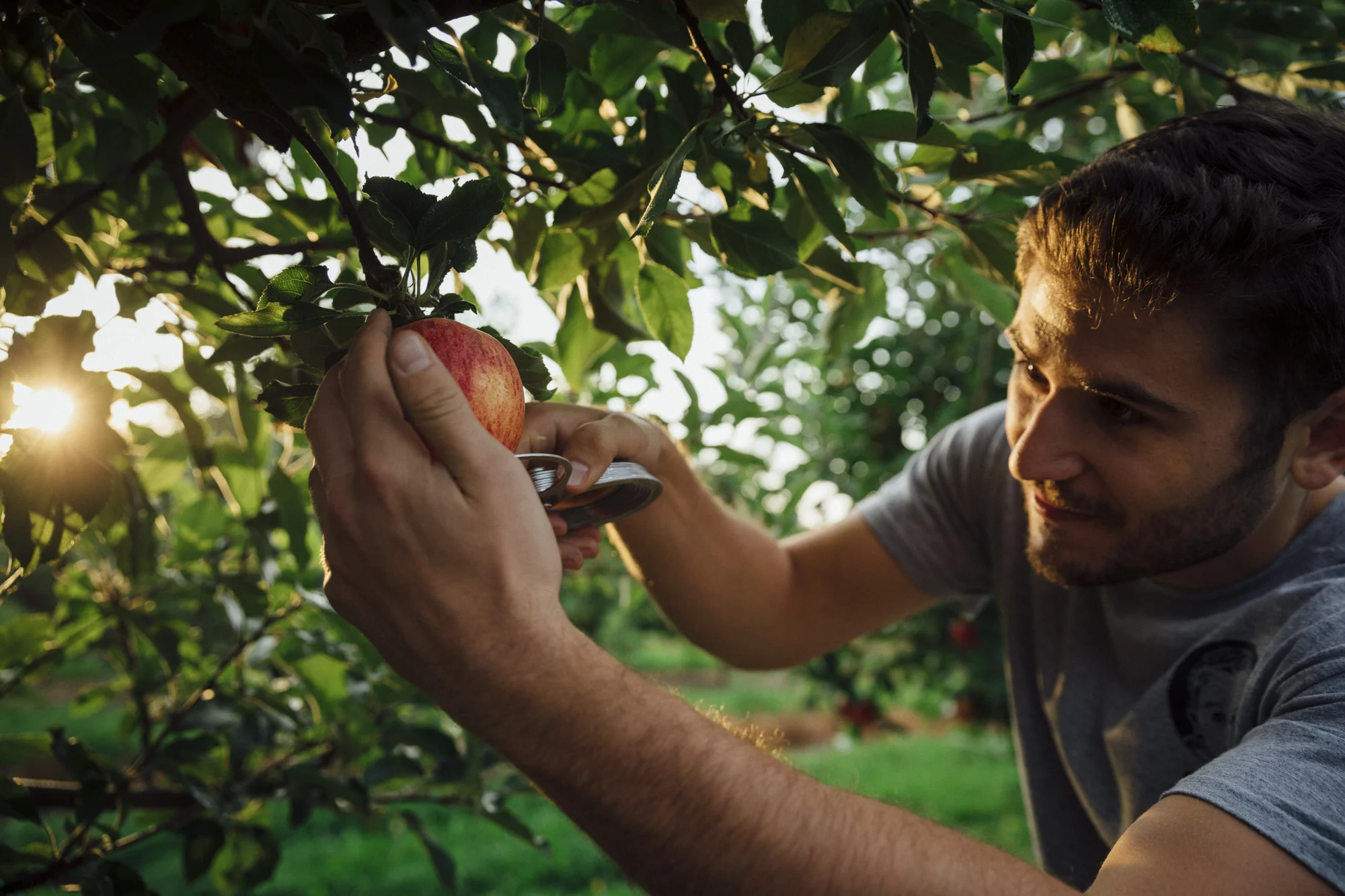 201709_Gerber_05_Fox_Apple_183.jpg