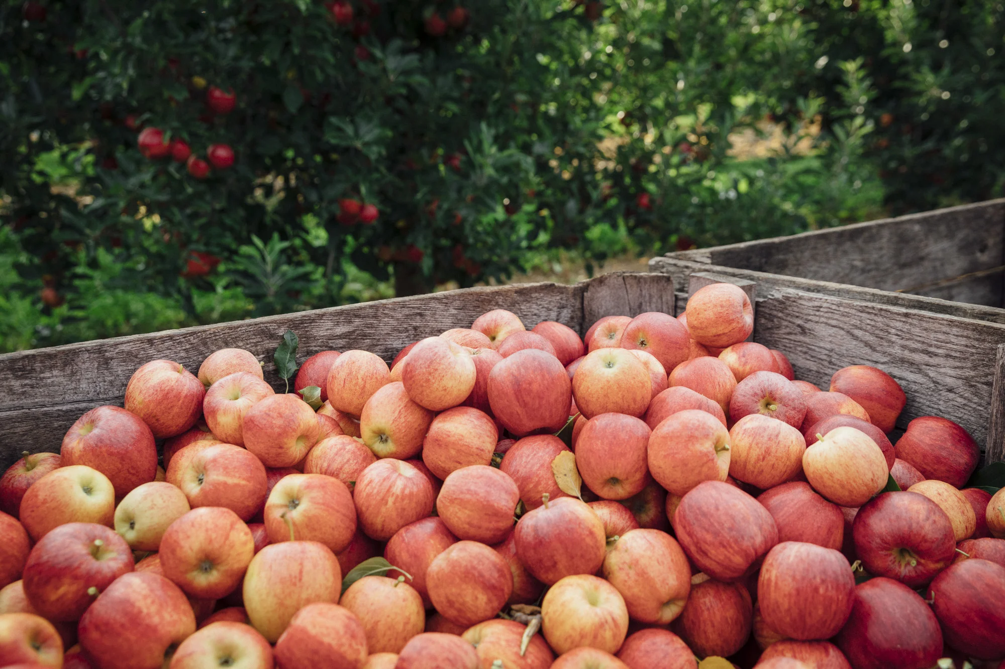 201709_Gerber_05_Fox_Apple_874.jpg