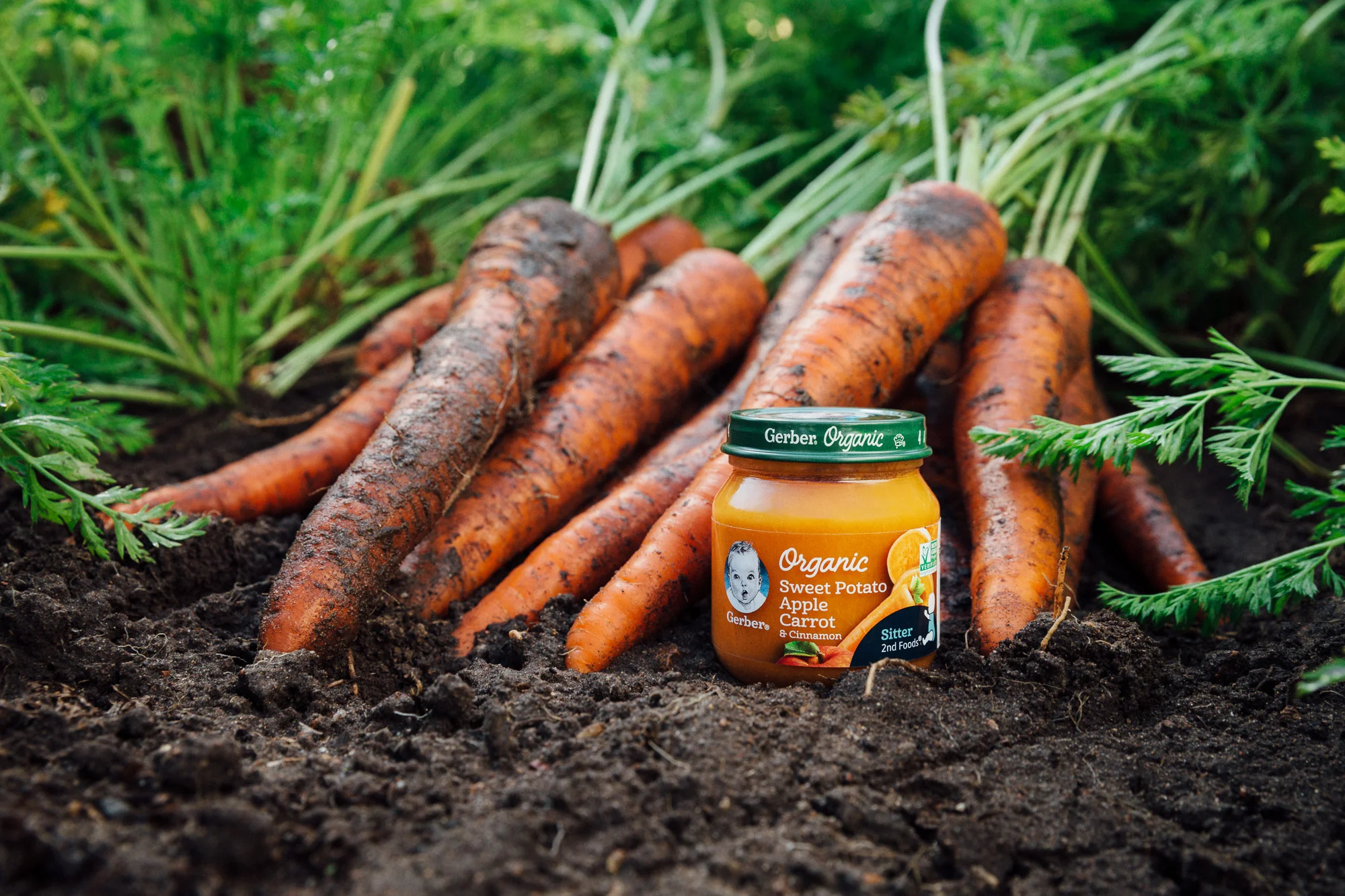 201709_Gerber_02_Karnemaat_Carrot_808.jpg