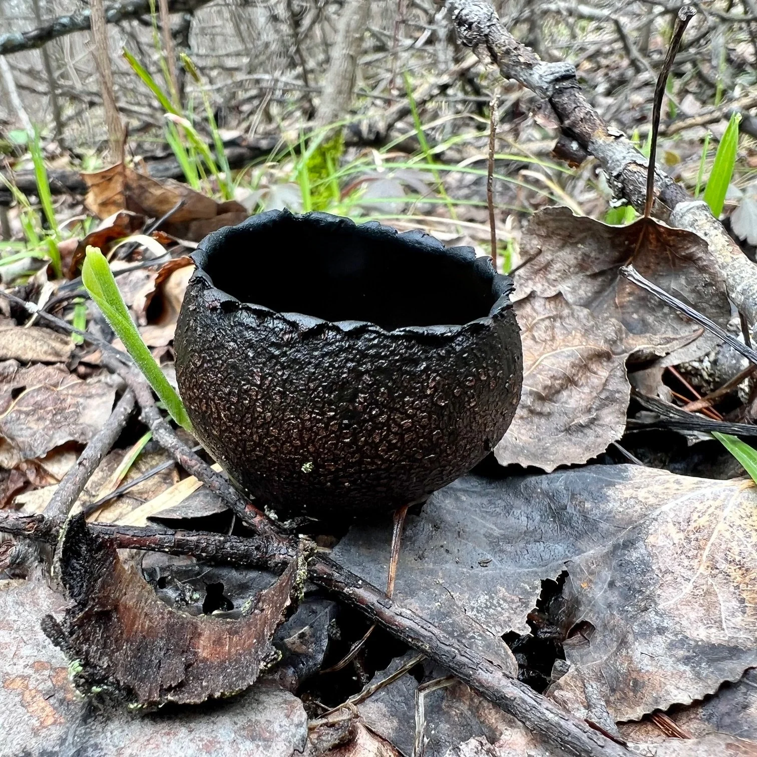 Excerpt from Fungal: Foraging in the Urban Forest