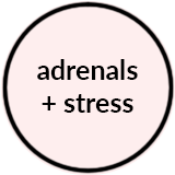 Adrenals.png