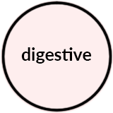 Digestive.png