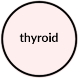 Thyroid.png