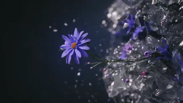 Brizo - Jason Wu-low.gif