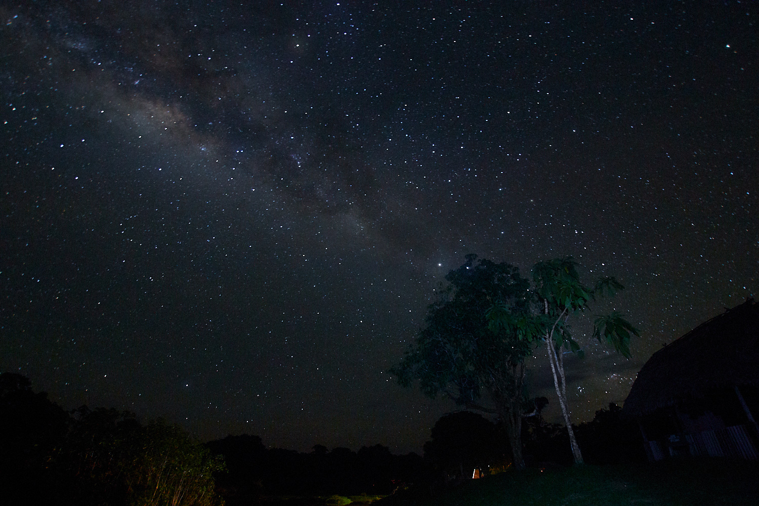 will-martinez-amazon-rainforest-55110.jpg