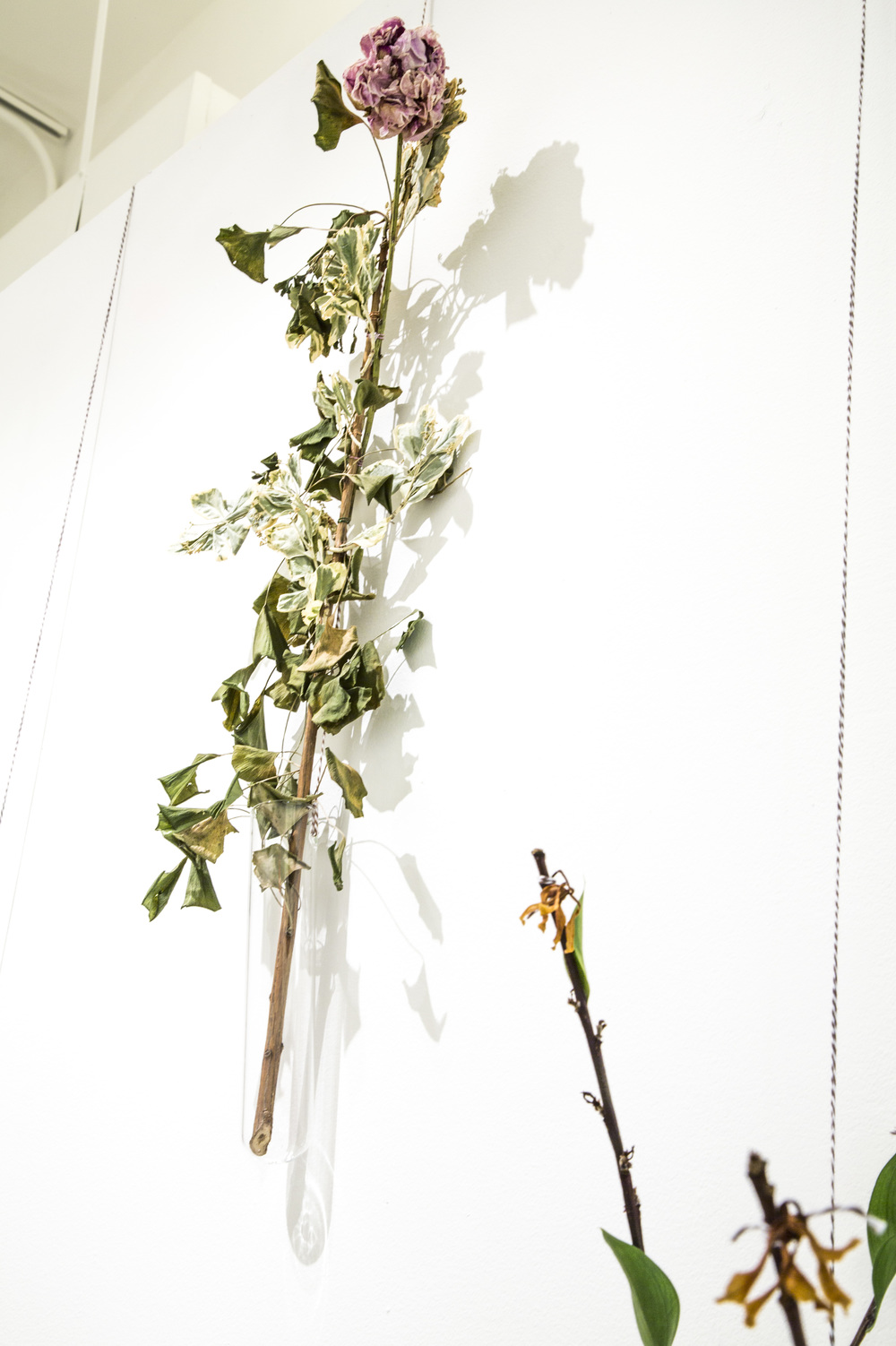 LianaNigri_BioArtOpenStudios08LianaNigri_BioArtOpenStudios.jpg