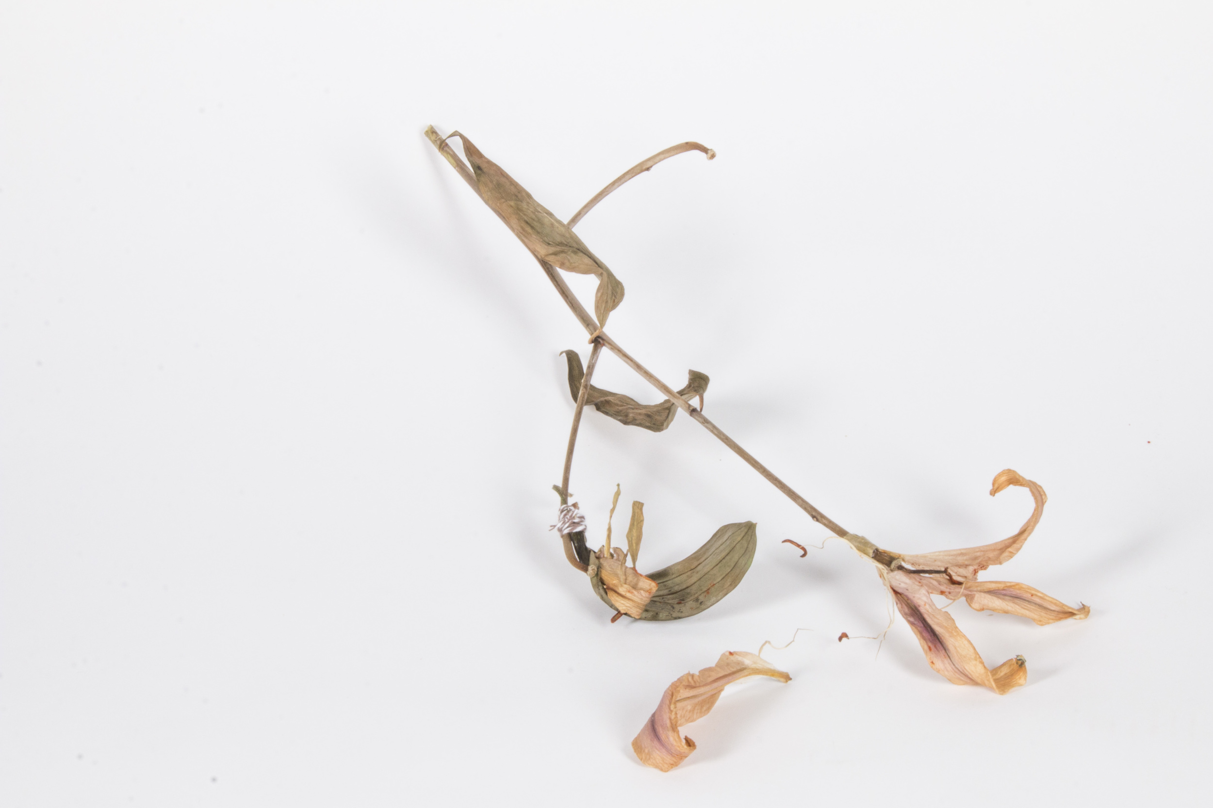 Flower_Sculptures_69LianaNigri_BioArtOpenStudios.jpg